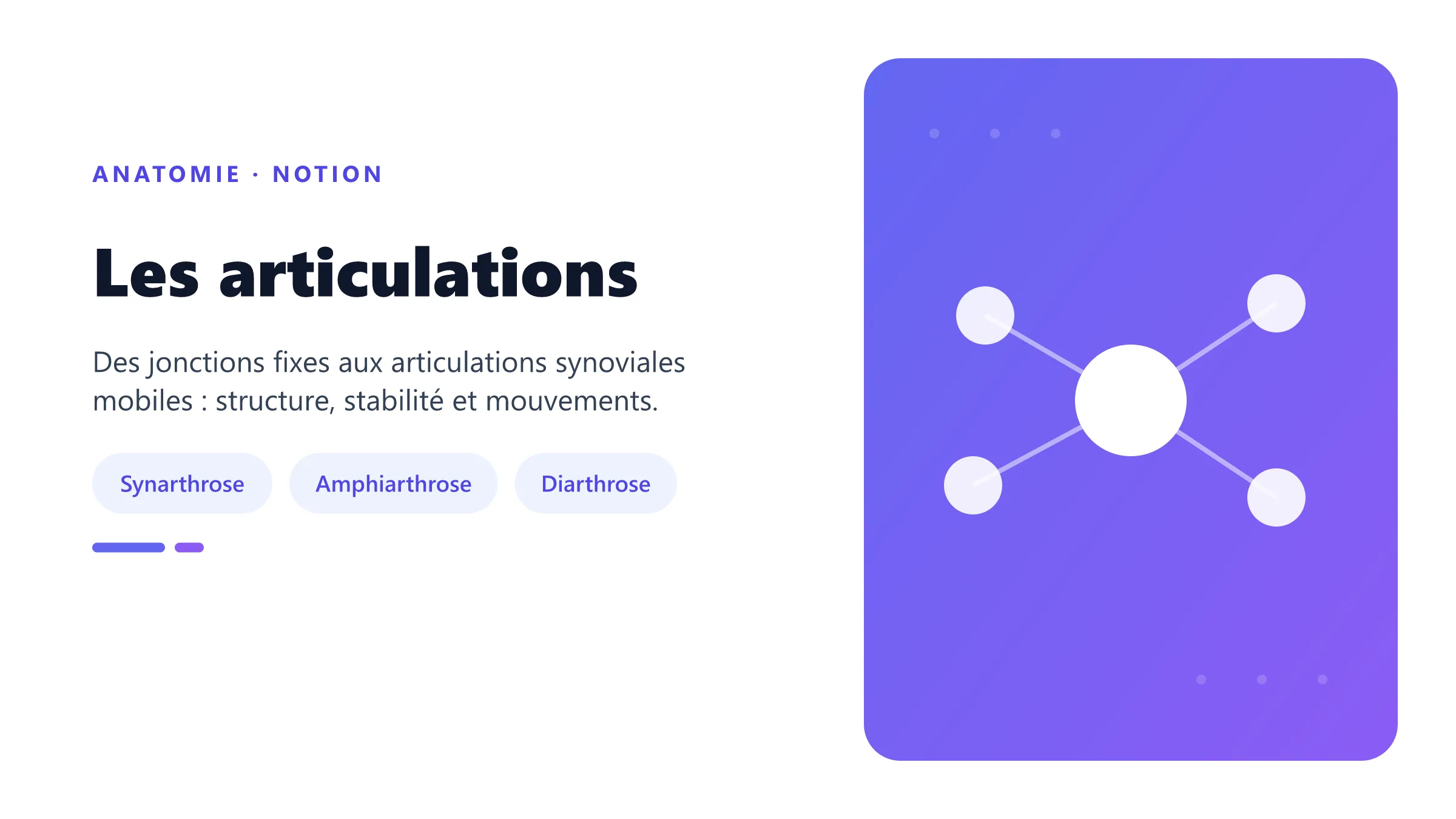 Les articulations Illustration d’une articulation synoviale.