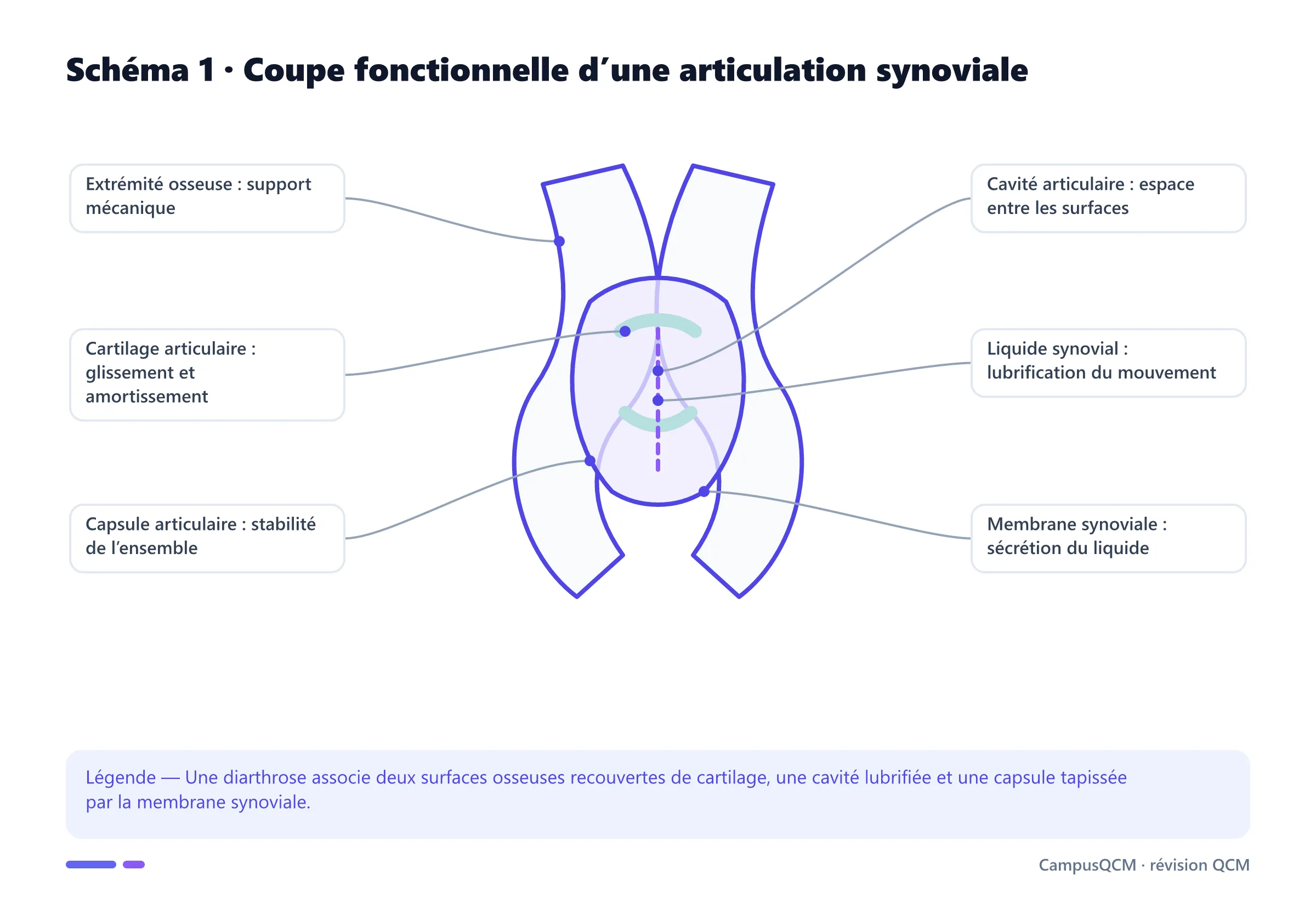 Coupe anatomique légendée d’une articulation synoviale montrant os, cartilage, capsule, membrane, cavité et liquide synovial.