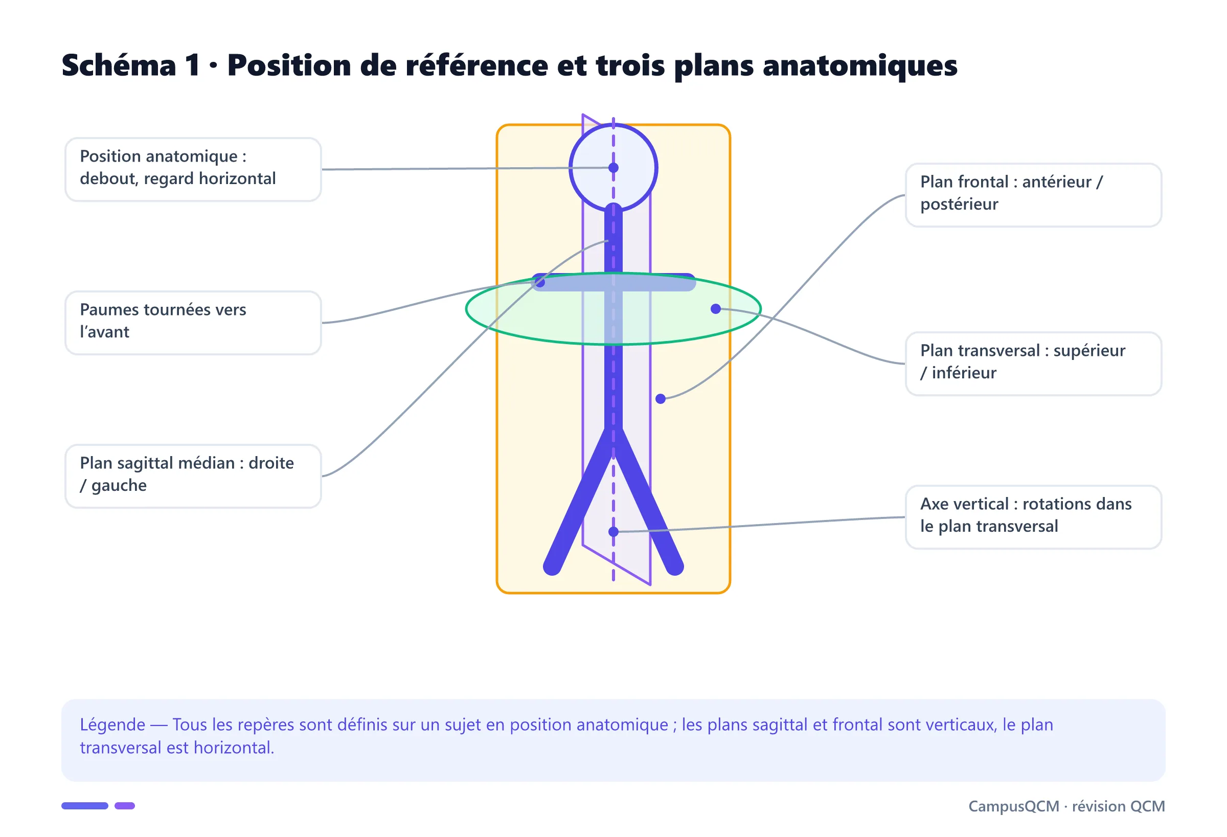Sujet en position anatomique avec plans sagittal médian, frontal et transversal, ainsi que l’axe vertical.