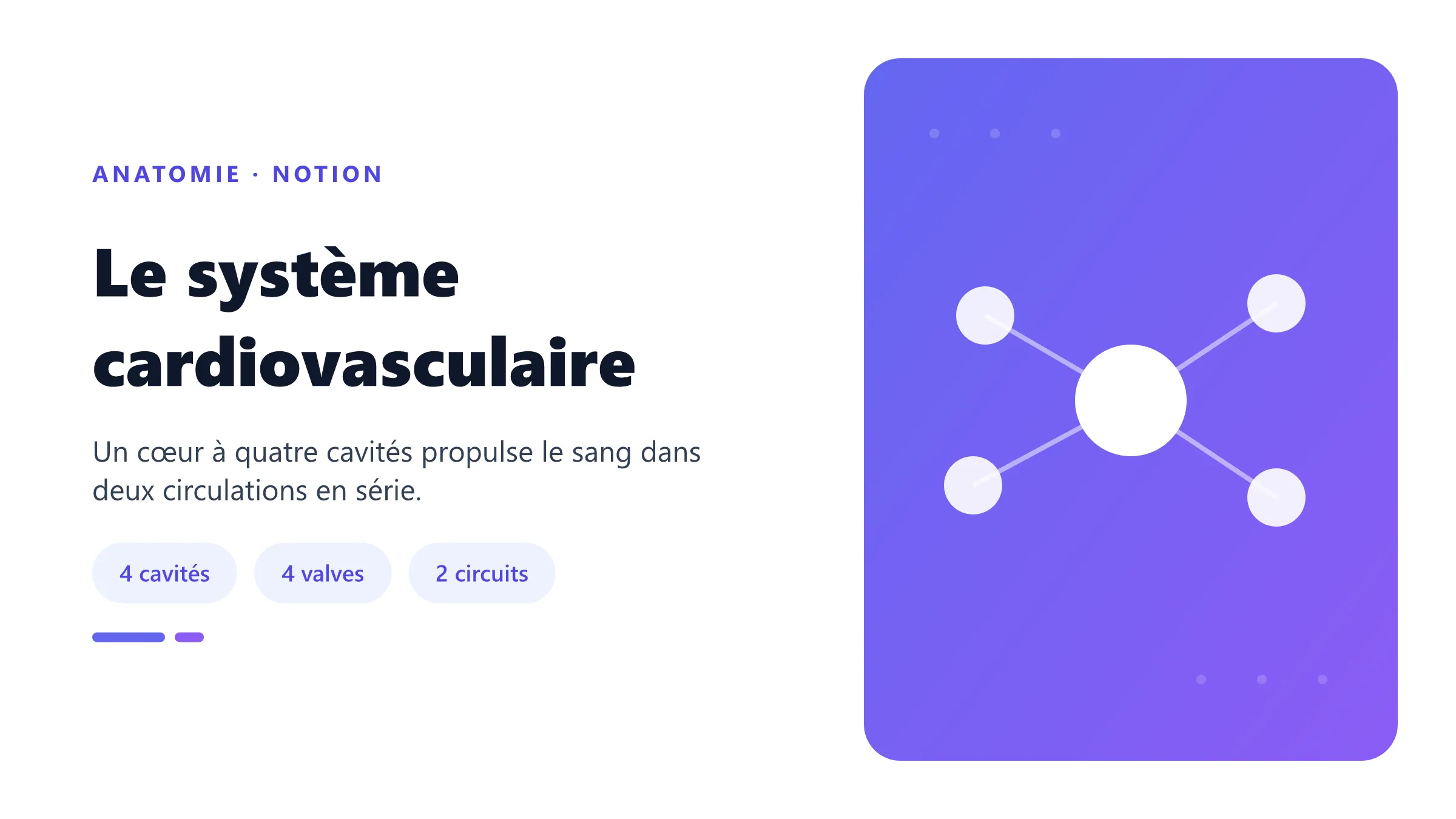 Le système cardiovasculaire Cœur et double circulation.