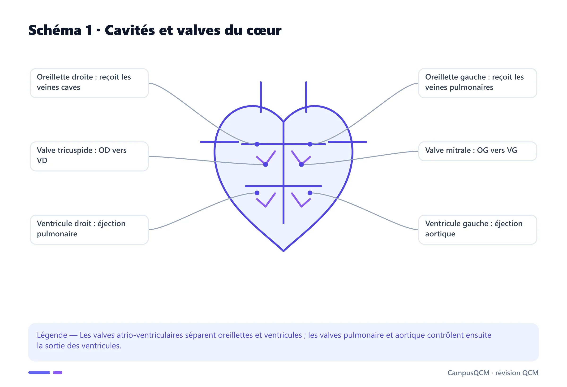 Coupe fonctionnelle du cœur légendée avec les quatre cavités et les valves tricuspide et mitrale.