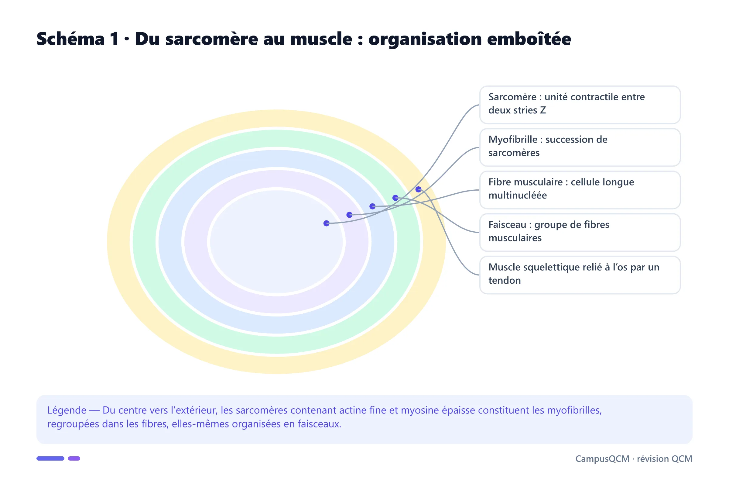Coupe organisationnelle légendée du sarcomère à la myofibrille, à la fibre, au faisceau et au muscle squelettique.