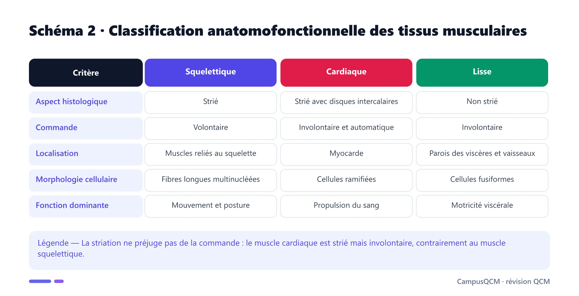 Tableau anatomofonctionnel comparant tissu musculaire squelettique, cardiaque et lisse.
