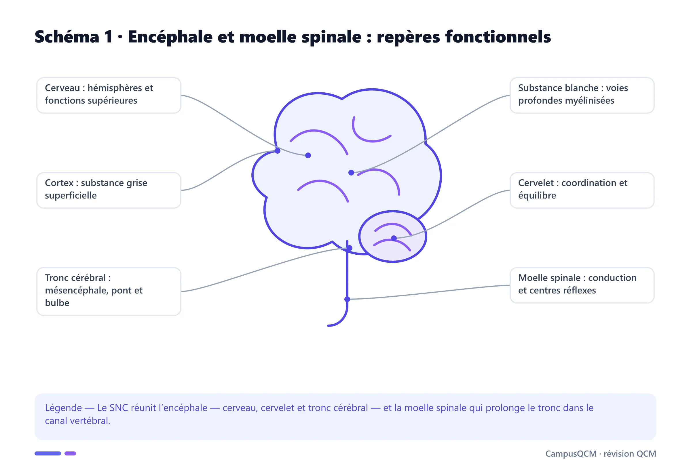 Vue légendée du système nerveux central montrant cerveau, cortex, substance blanche, cervelet, tronc cérébral et moelle spinale.