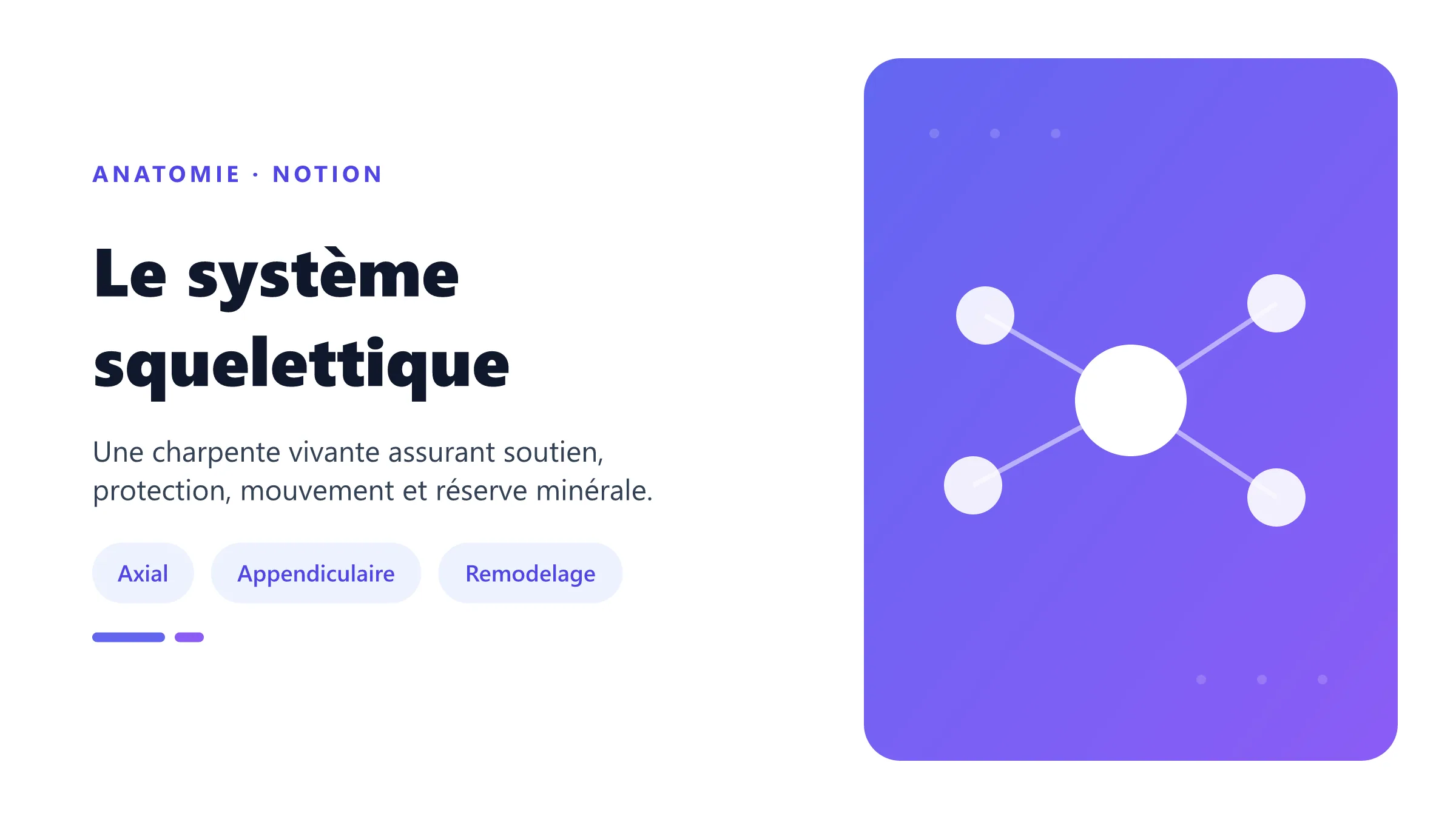 Os long et organisation du squelette.