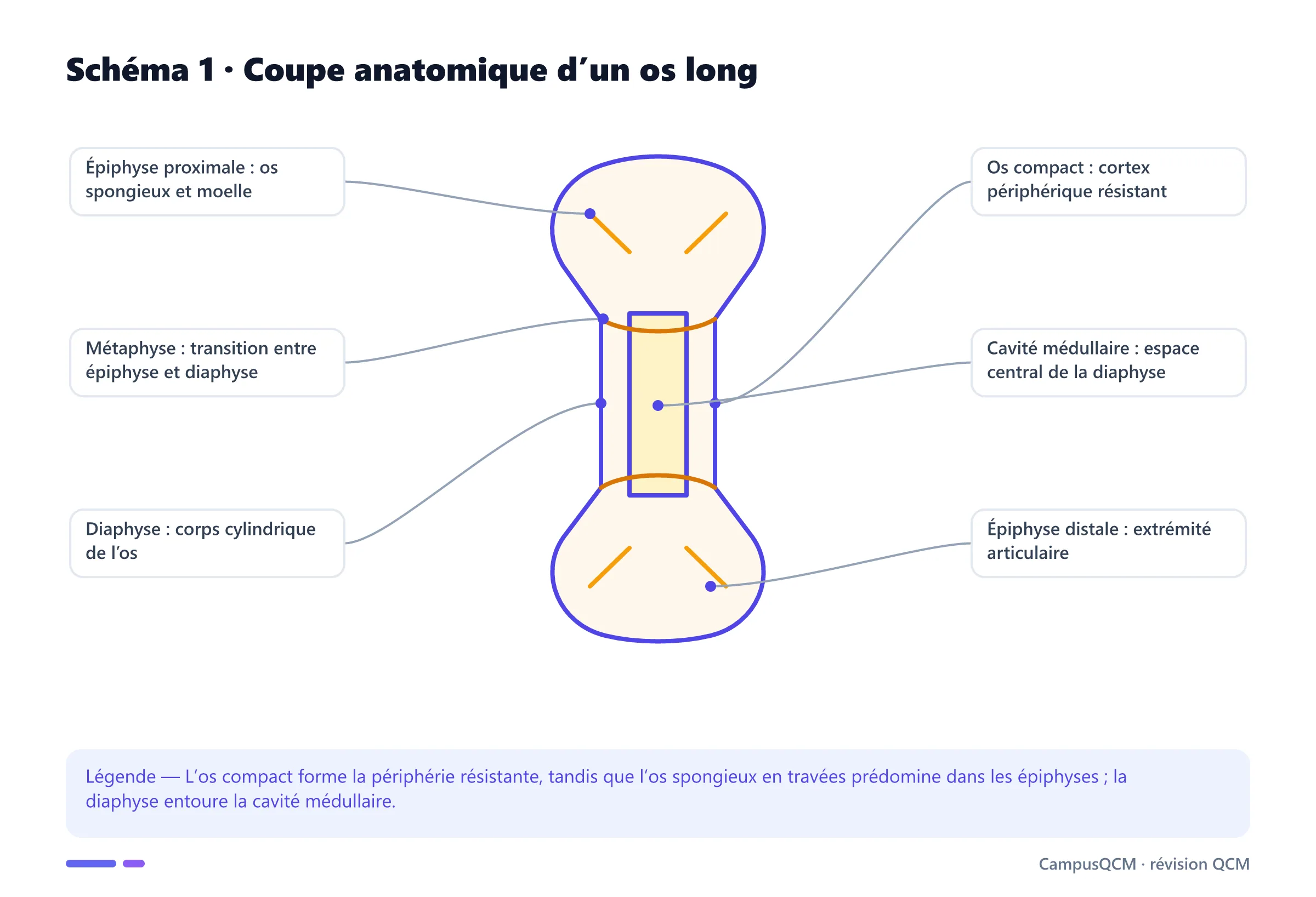 Coupe d’un os long légendée avec épiphyses, métaphyse, diaphyse, os compact, os spongieux et cavité médullaire.