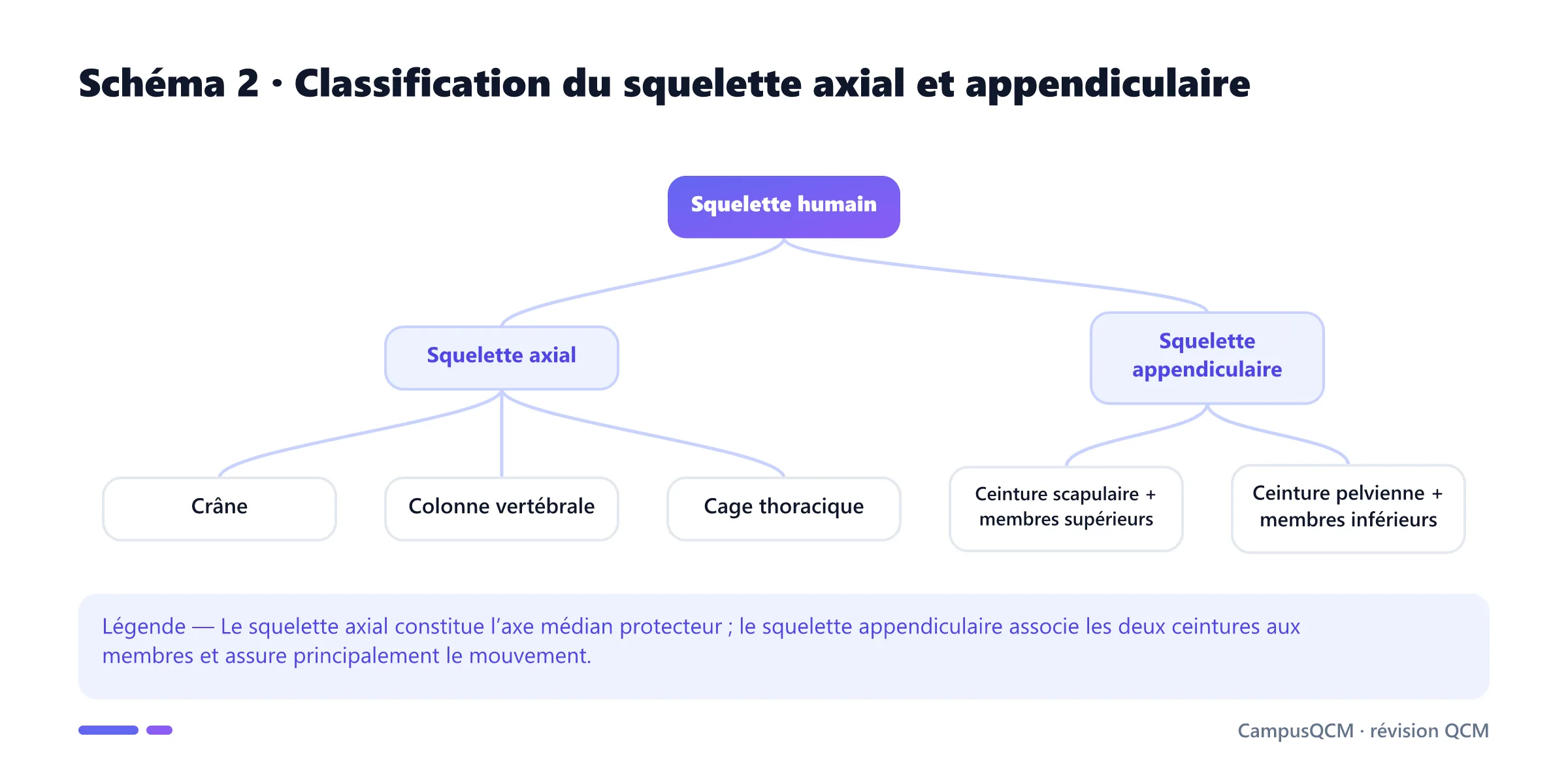 Arbre de classification du squelette humain en squelette axial et appendiculaire avec leurs principaux composants.