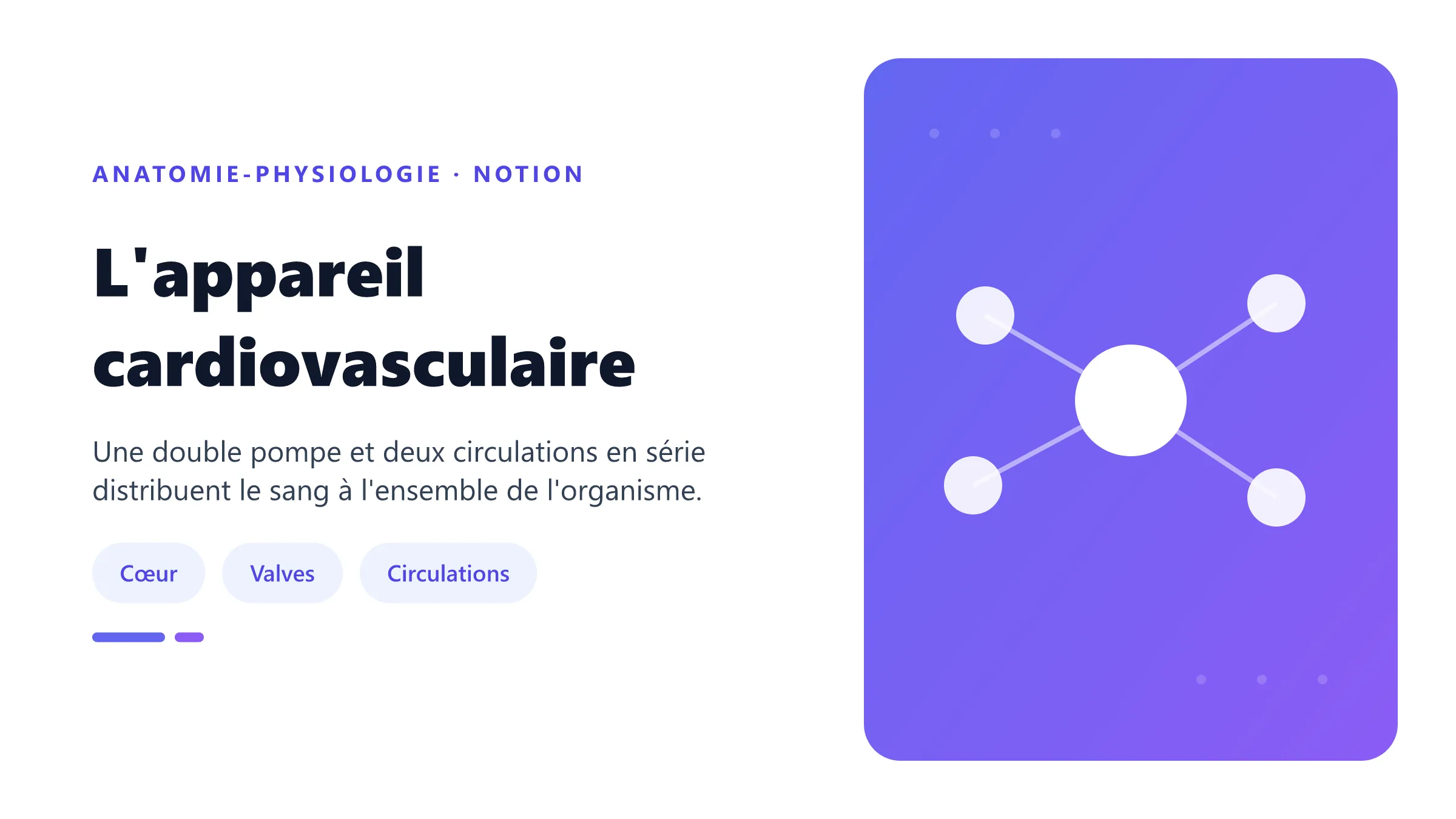 Modèle fonctionnel de l'appareil cardiovasculaire avec cœur, vaisseaux et deux circulations.