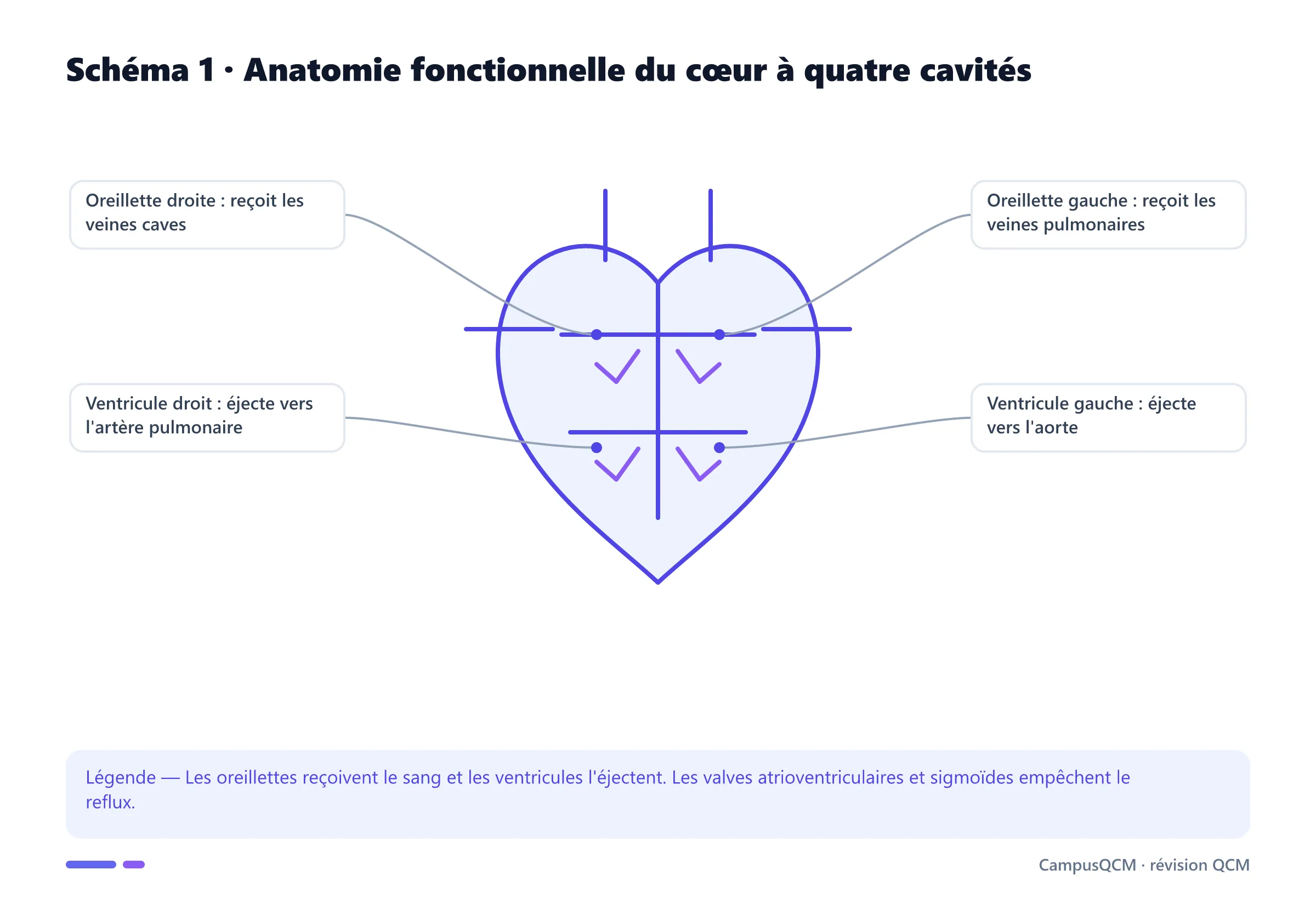 Schéma légendé du cœur montrant les deux oreillettes, les deux ventricules et leur fonction dans le flux sanguin.