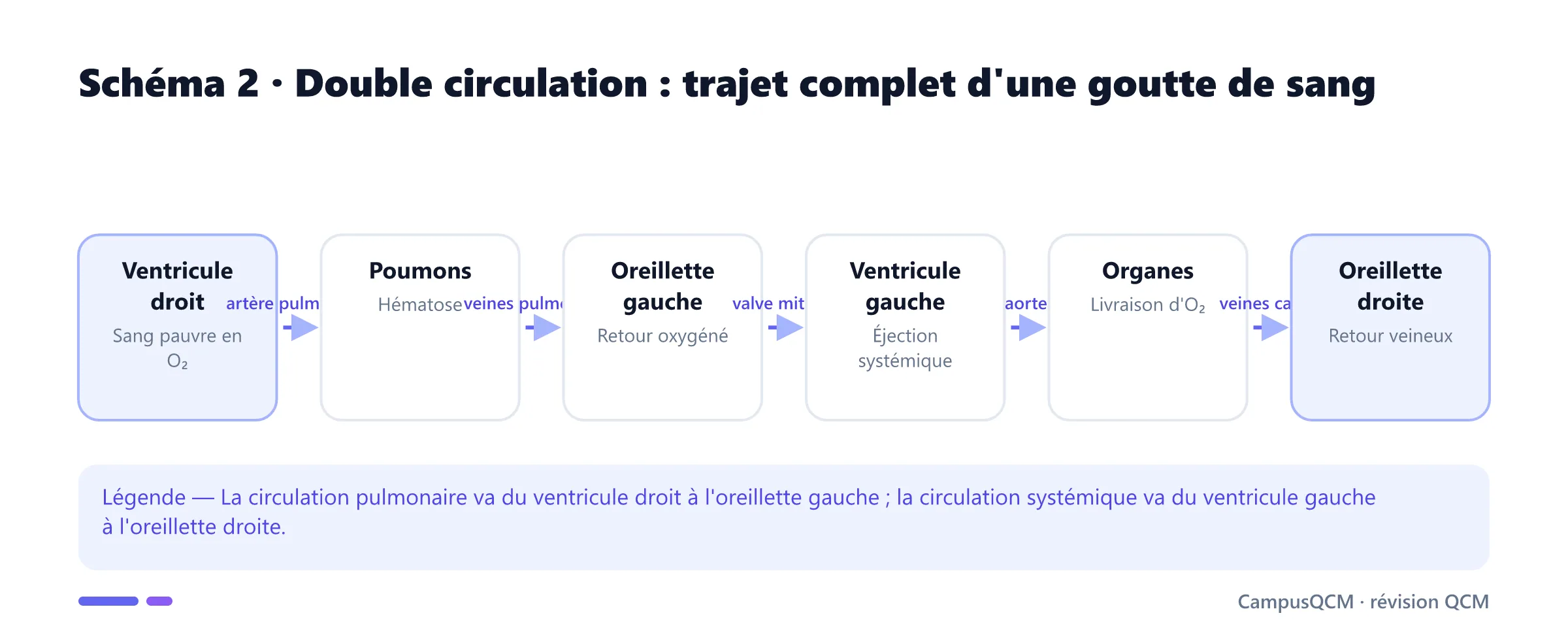 Schéma du trajet sanguin dans les circulations pulmonaire et systémique, du cœur droit aux poumons puis du cœur gauche aux organes.