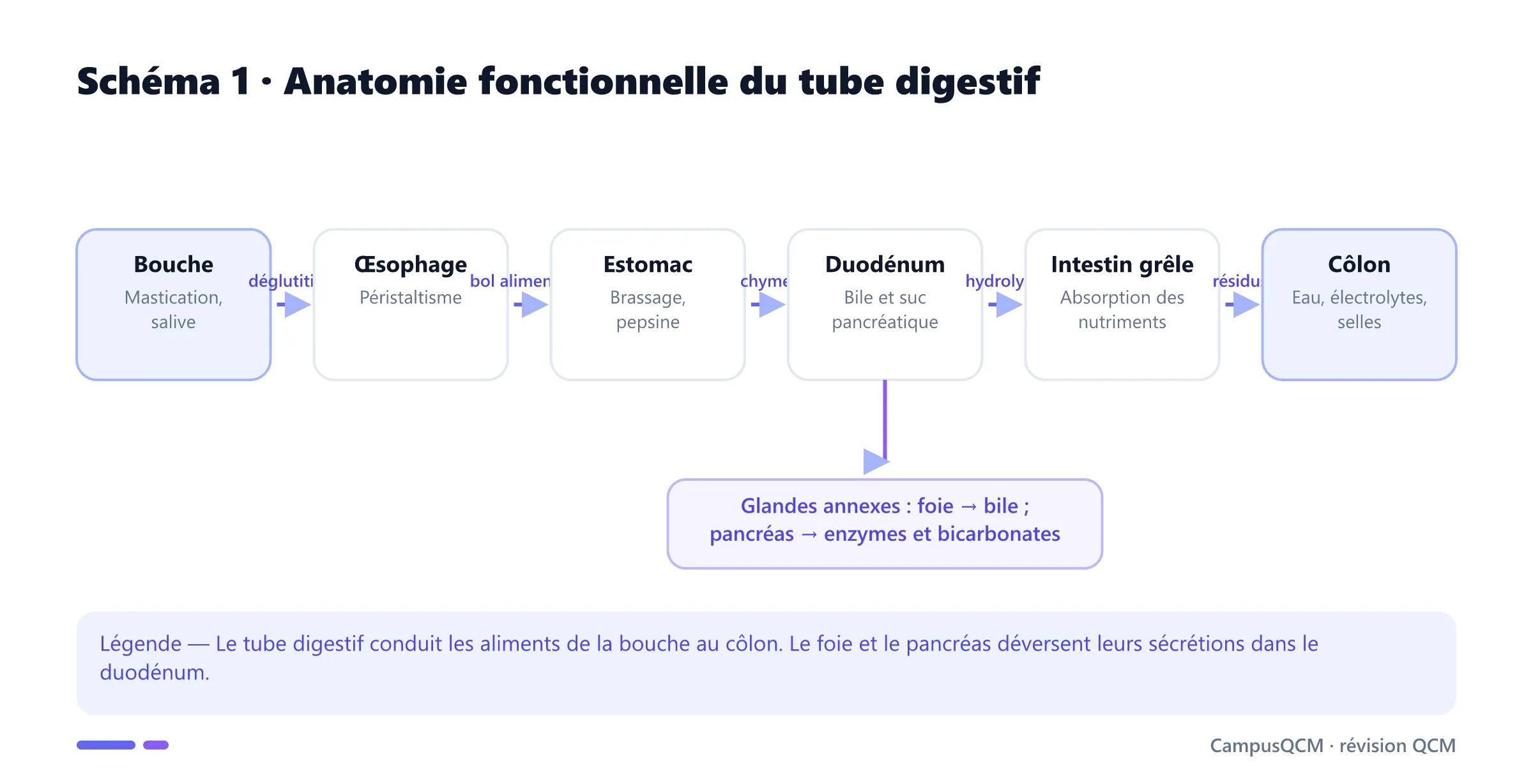 Schéma du tube digestif de la bouche au côlon avec arrivée de la bile et des enzymes pancréatiques dans le duodénum.