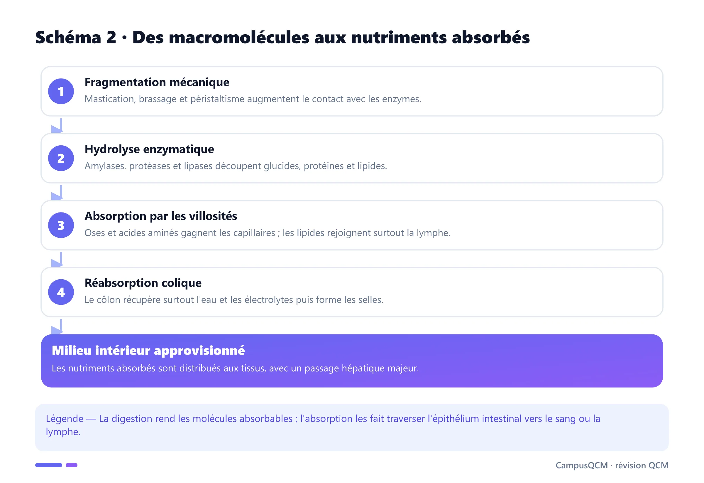 Mécanisme de digestion et d'absorption montrant fragmentation, hydrolyse enzymatique, passage intestinal et réabsorption colique.
