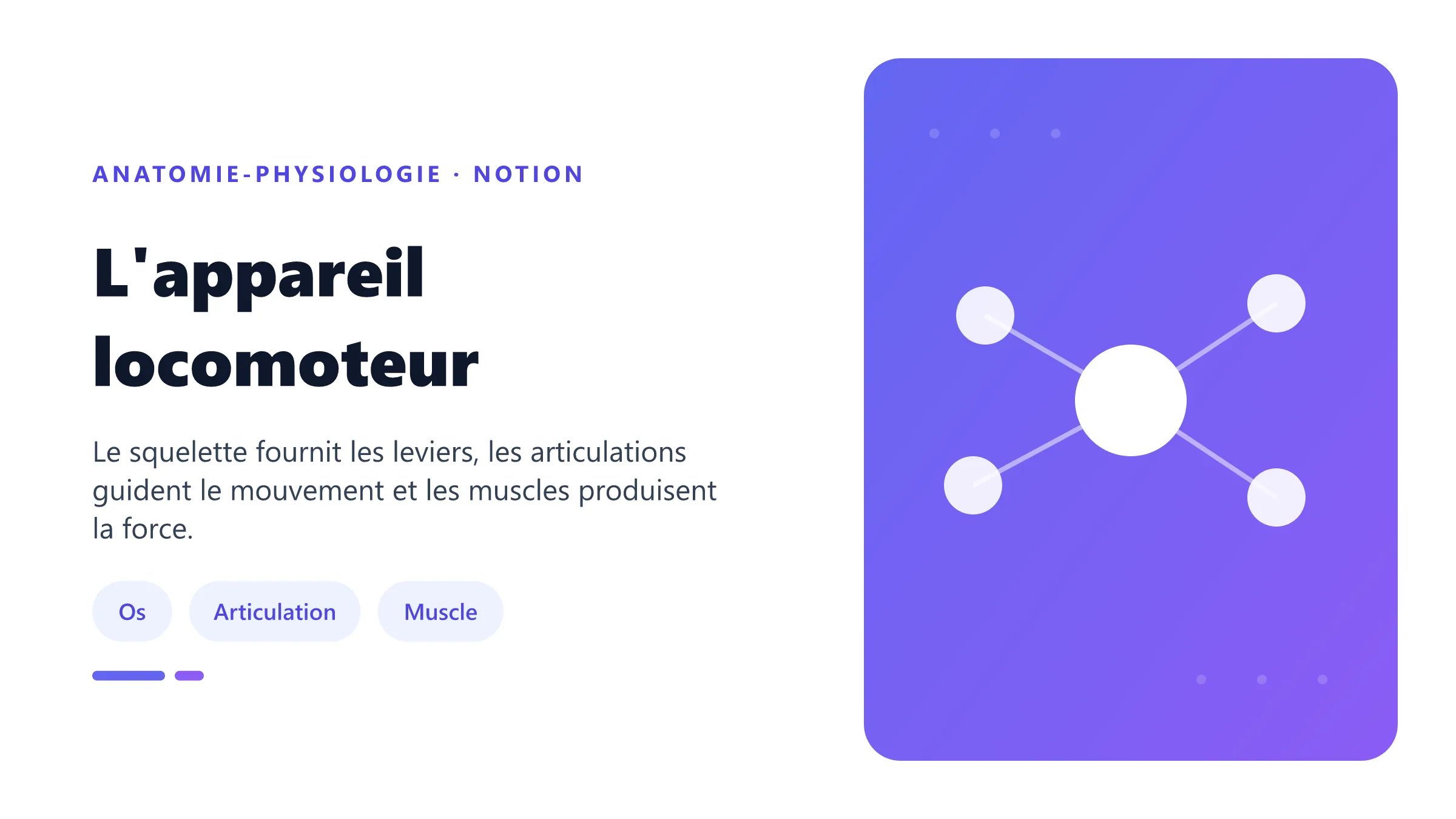 Chaîne fonctionnelle os, articulation, tendon et muscle de l'appareil locomoteur.