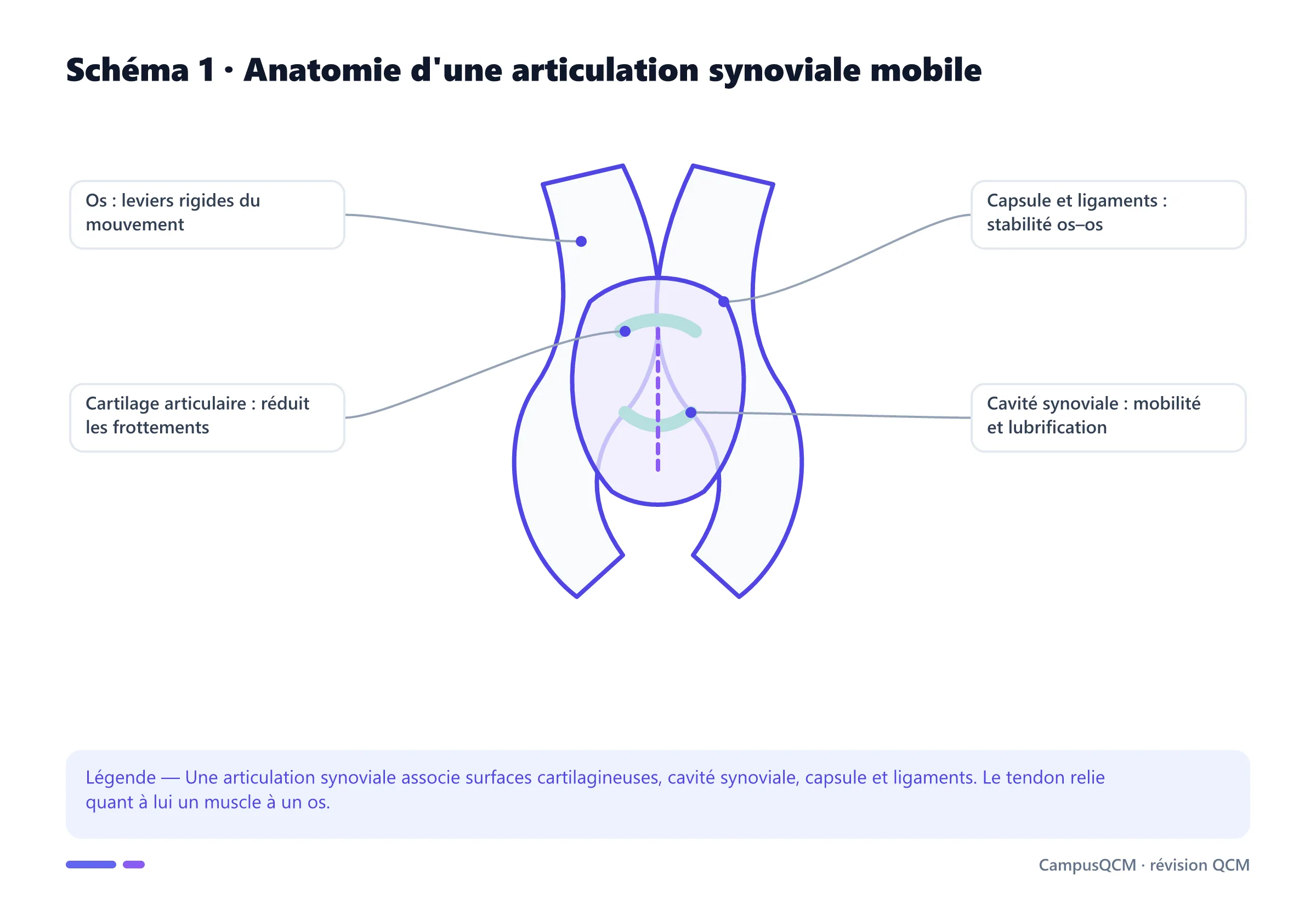 Schéma légendé d'une articulation synoviale avec os, cartilage, capsule, ligaments et cavité articulaire.