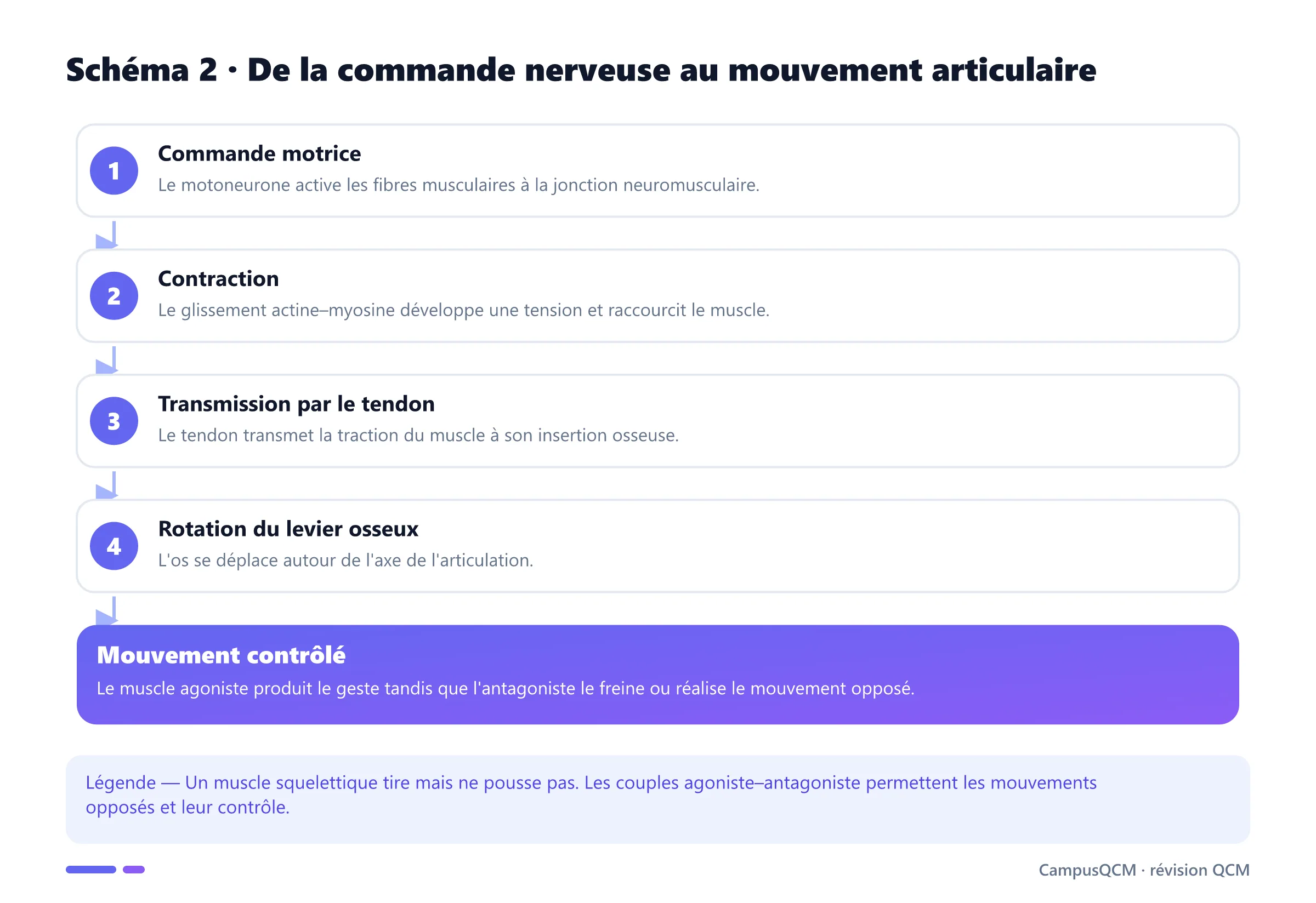 Chaîne fonctionnelle montrant la commande nerveuse, la contraction musculaire, la traction du tendon et la rotation d'un os.