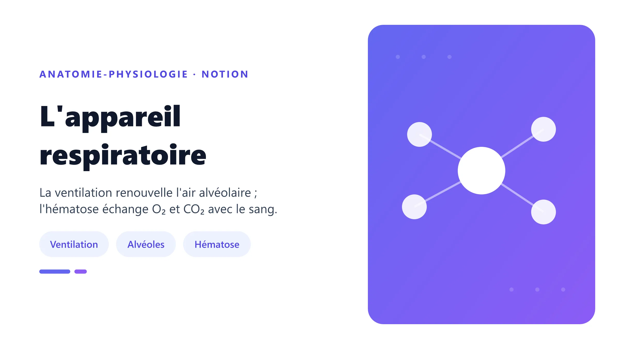 Modèle fonctionnel des voies aériennes, des poumons et des échanges alvéolo-capillaires.