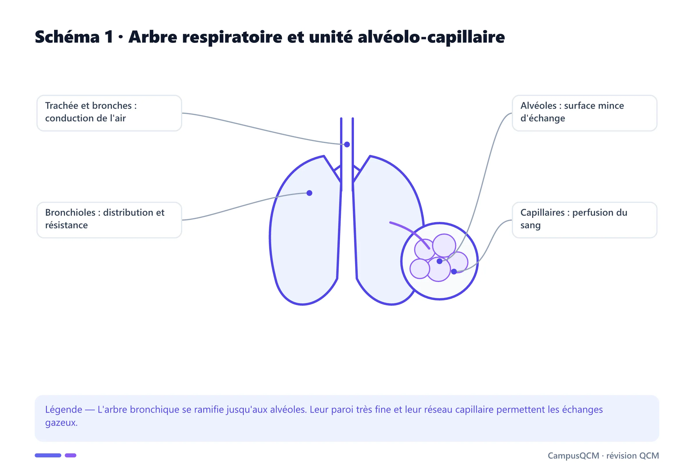 Schéma légendé des poumons, de l'arbre bronchique, des alvéoles et des capillaires pulmonaires.