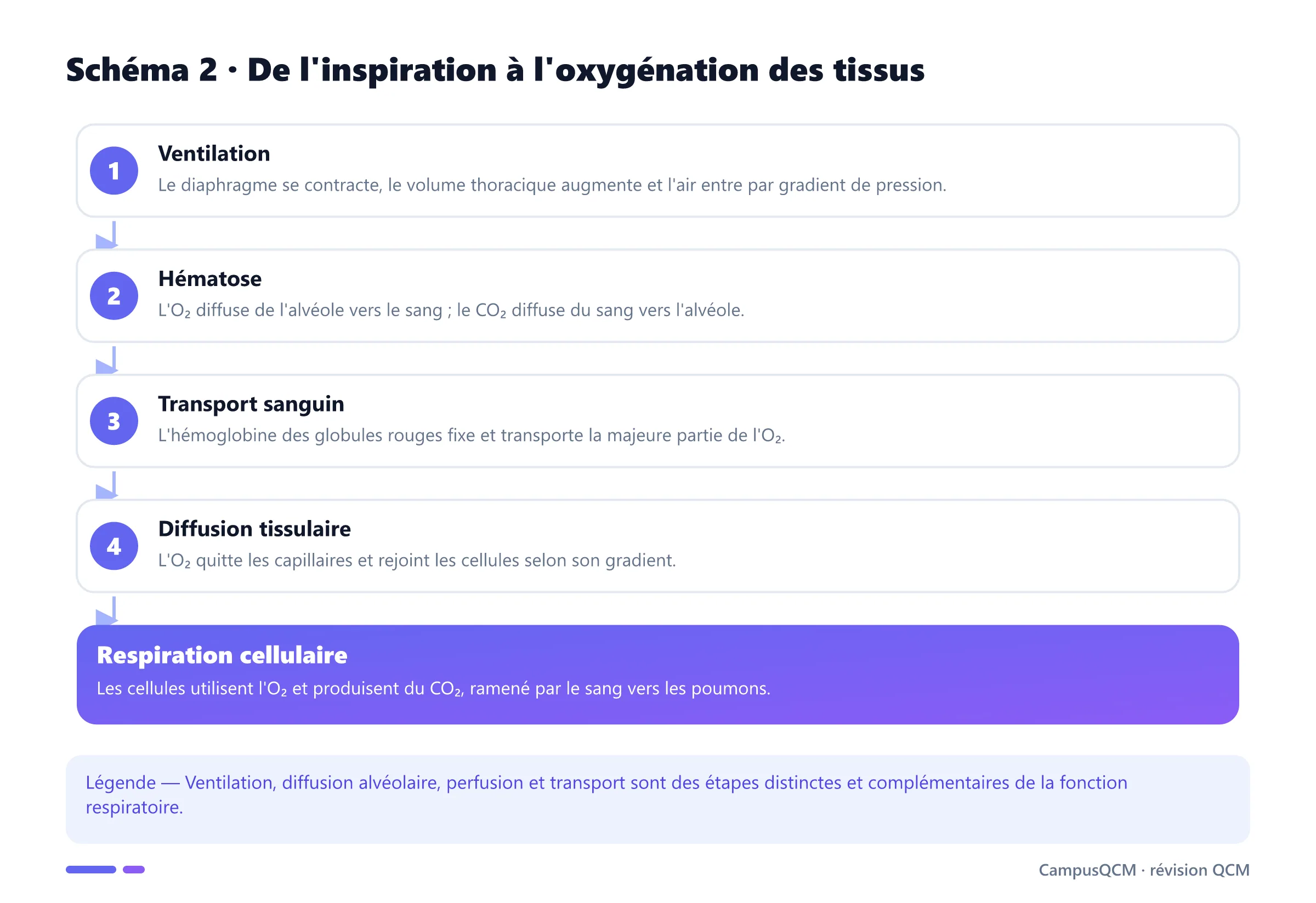 Mécanisme respiratoire de la ventilation jusqu'à la diffusion de l'oxygène dans les tissus et au retour du dioxyde de carbone.