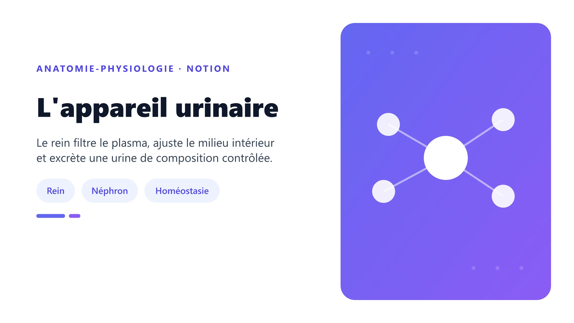 Organisation fonctionnelle des reins, des néphrons et des voies urinaires.