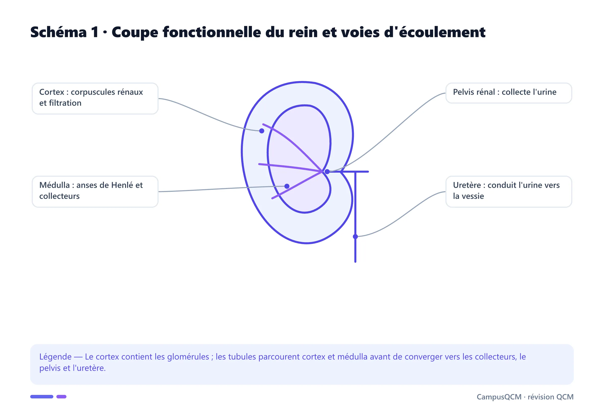 Coupe légendée du rein montrant cortex, médulla, pelvis rénal et uretère.
