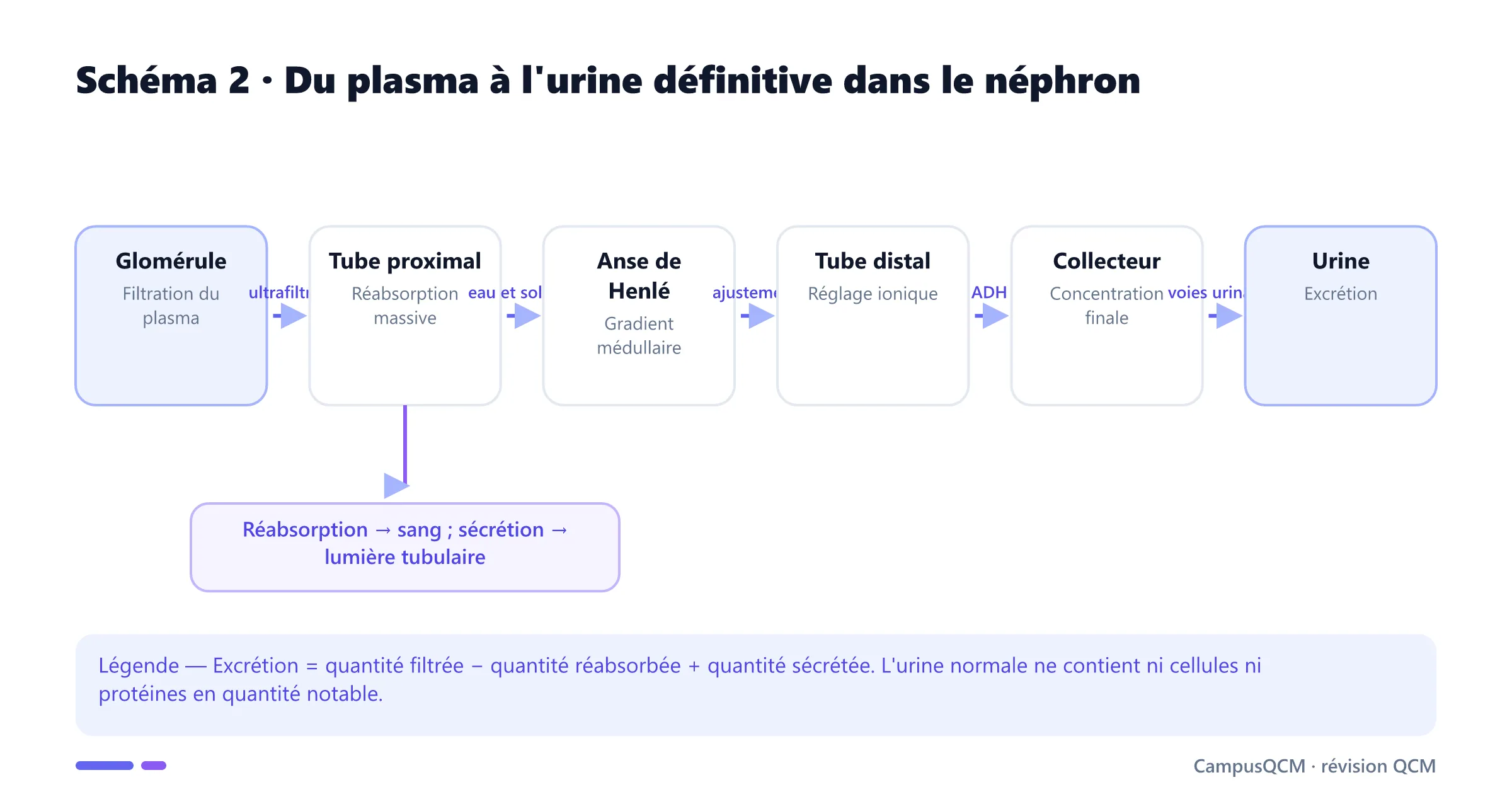 Schéma du néphron montrant filtration glomérulaire, réabsorption, sécrétion, concentration et excrétion de l'urine.