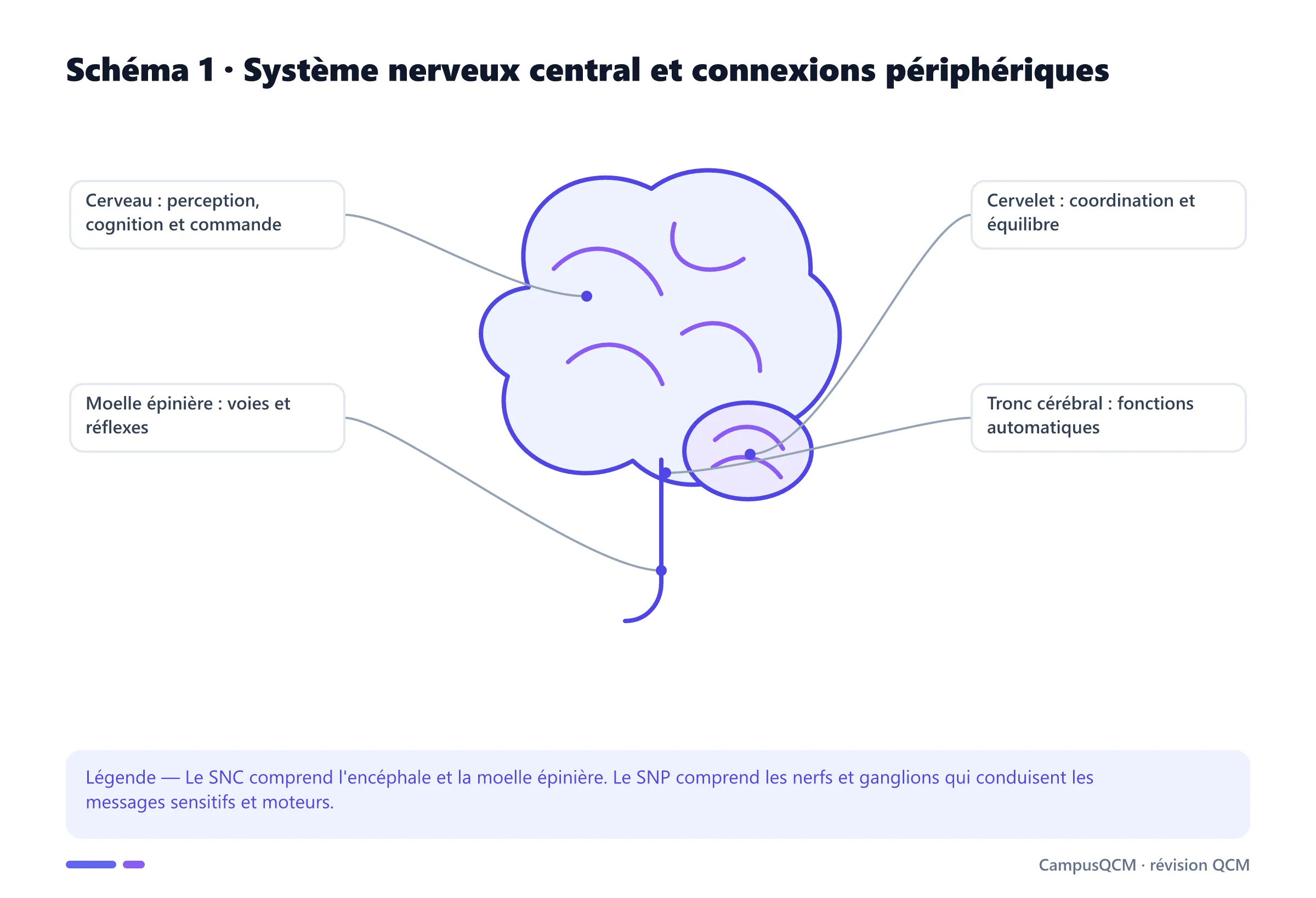 Schéma légendé du cerveau, du cervelet, du tronc cérébral et de la moelle épinière dans l'organisation du système nerveux.