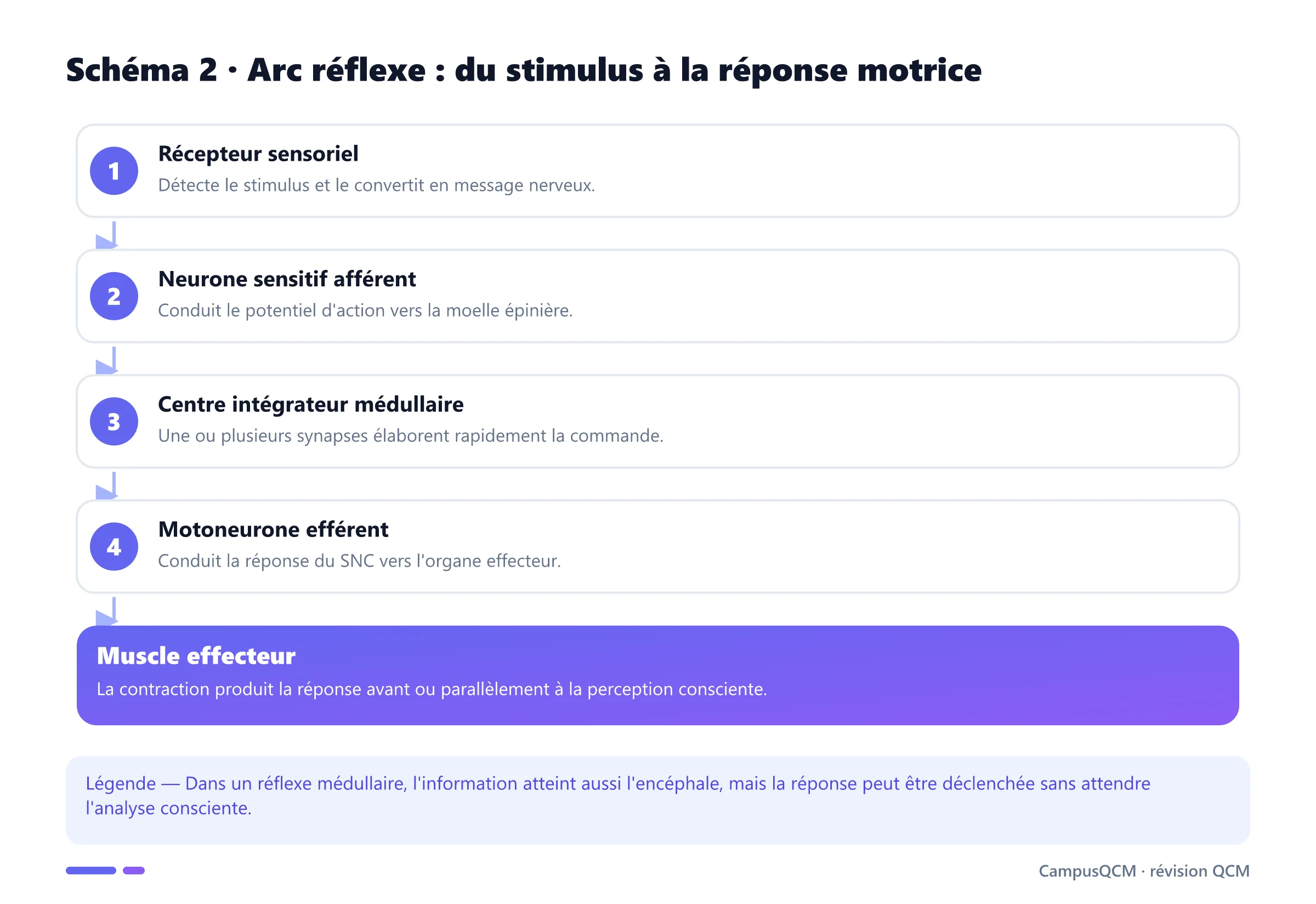 Schéma de l'arc réflexe passant du récepteur au neurone afférent, à la moelle, au motoneurone et au muscle effecteur.