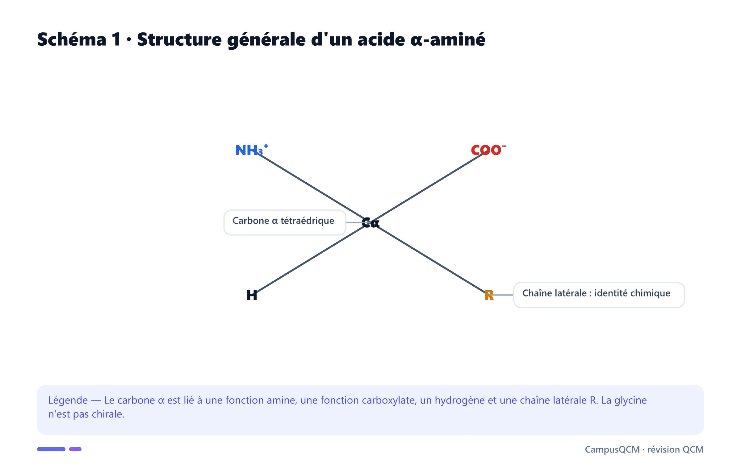 Formule générale d'un acide aminé zwitterionique.