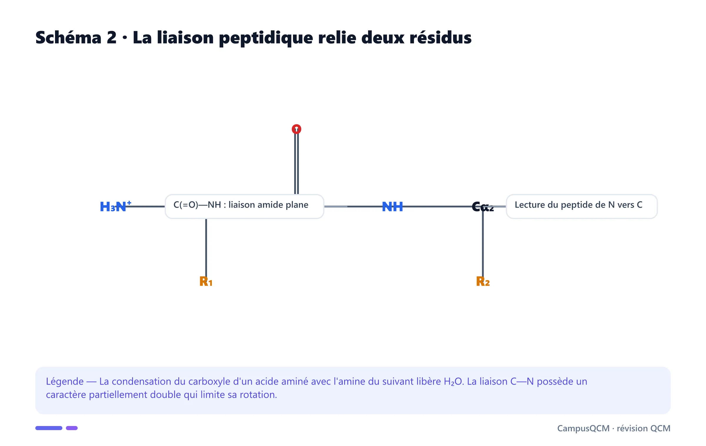 Structure moléculaire d'une liaison peptidique entre deux acides aminés.