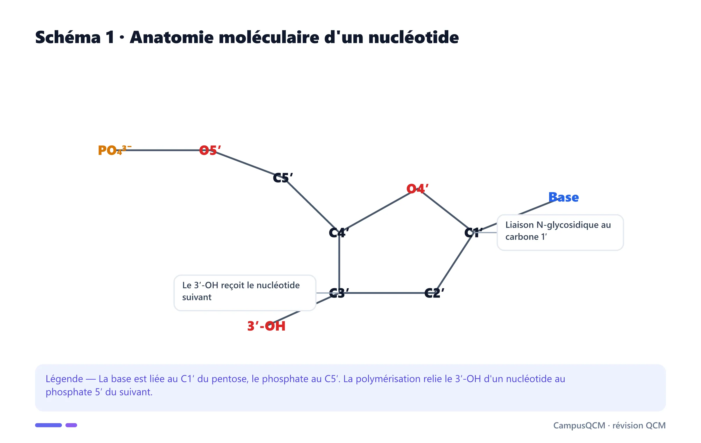 Structure détaillée d'un nucléotide avec phosphate, pentose numéroté et base azotée.