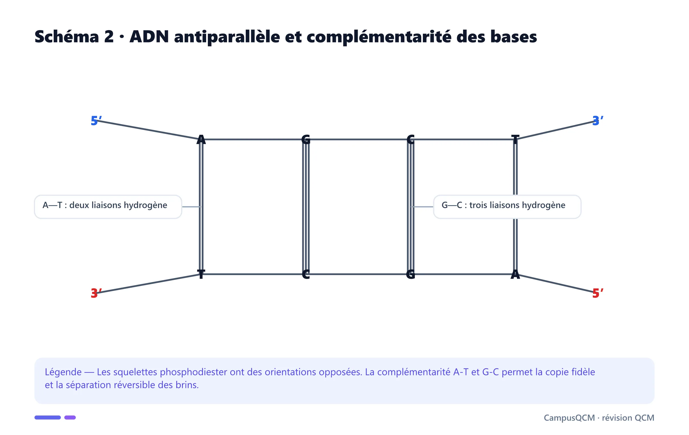 Deux brins d'ADN antiparallèles avec appariements A-T et G-C.