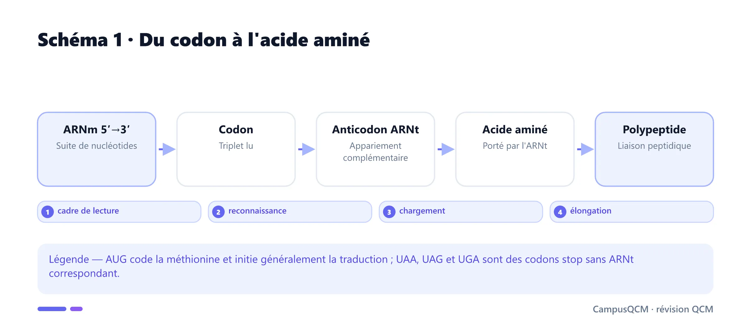 Décodage d'un codon d'ARNm par l'ARNt et le ribosome.