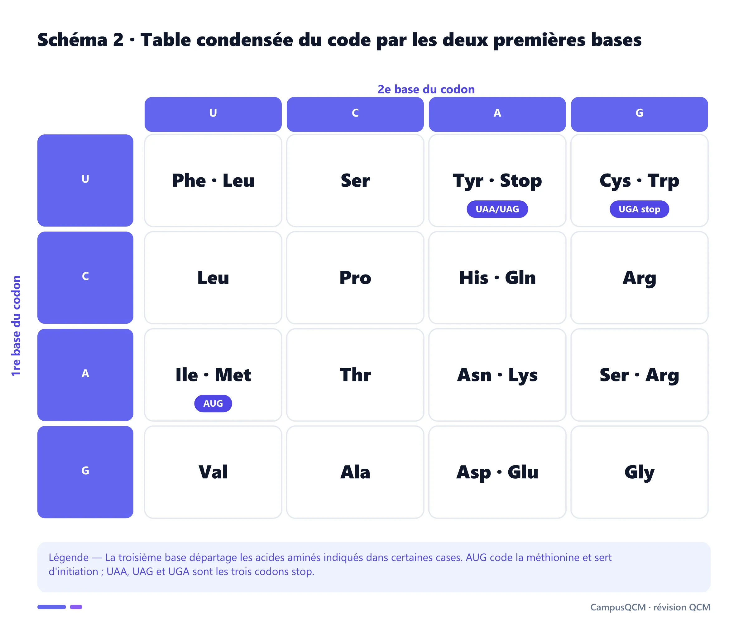 Table condensée du code génétique organisée par première et deuxième bases des codons.
