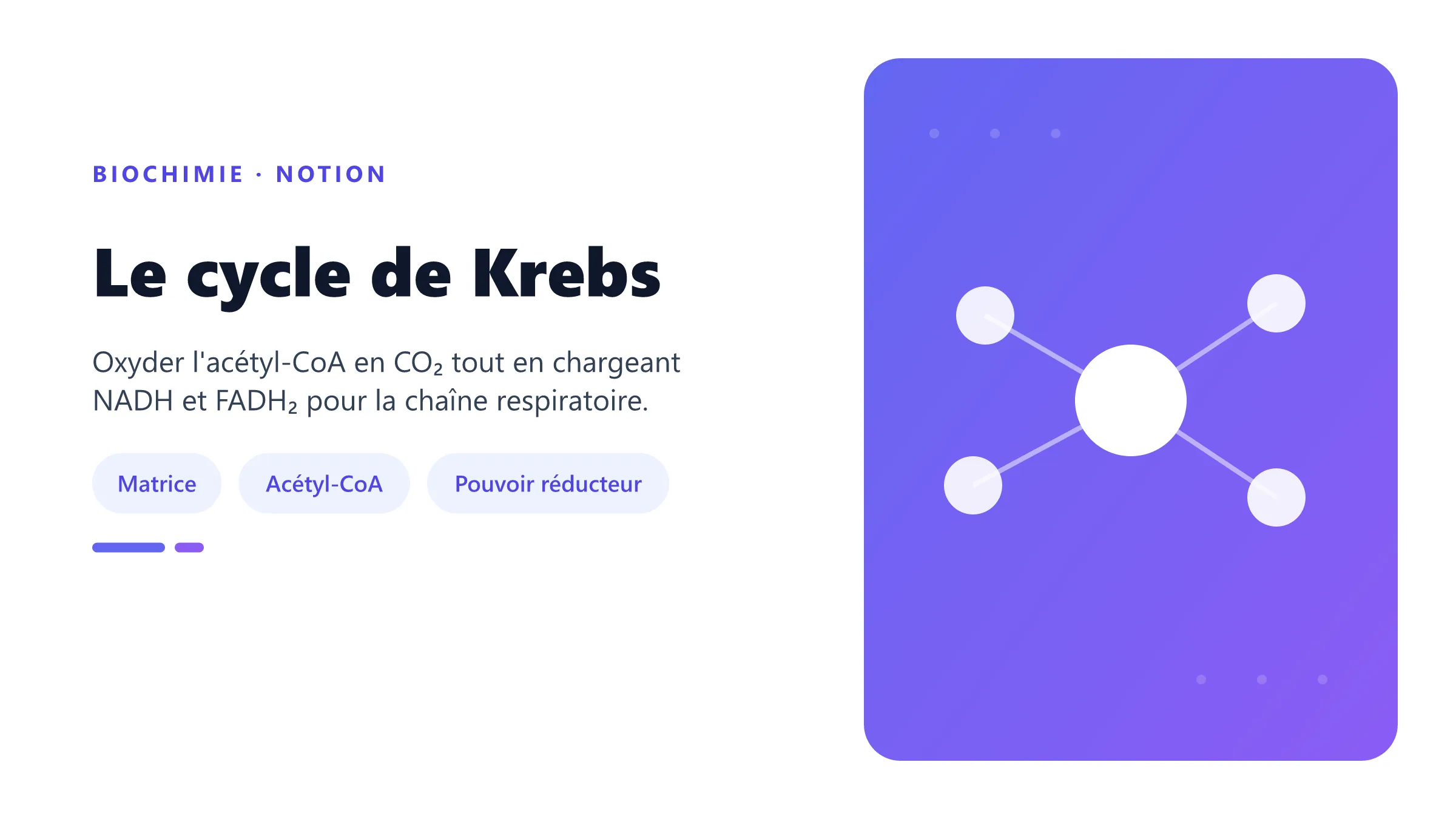 Le cycle de Krebs Cycle de l'acide citrique mitochondrial.