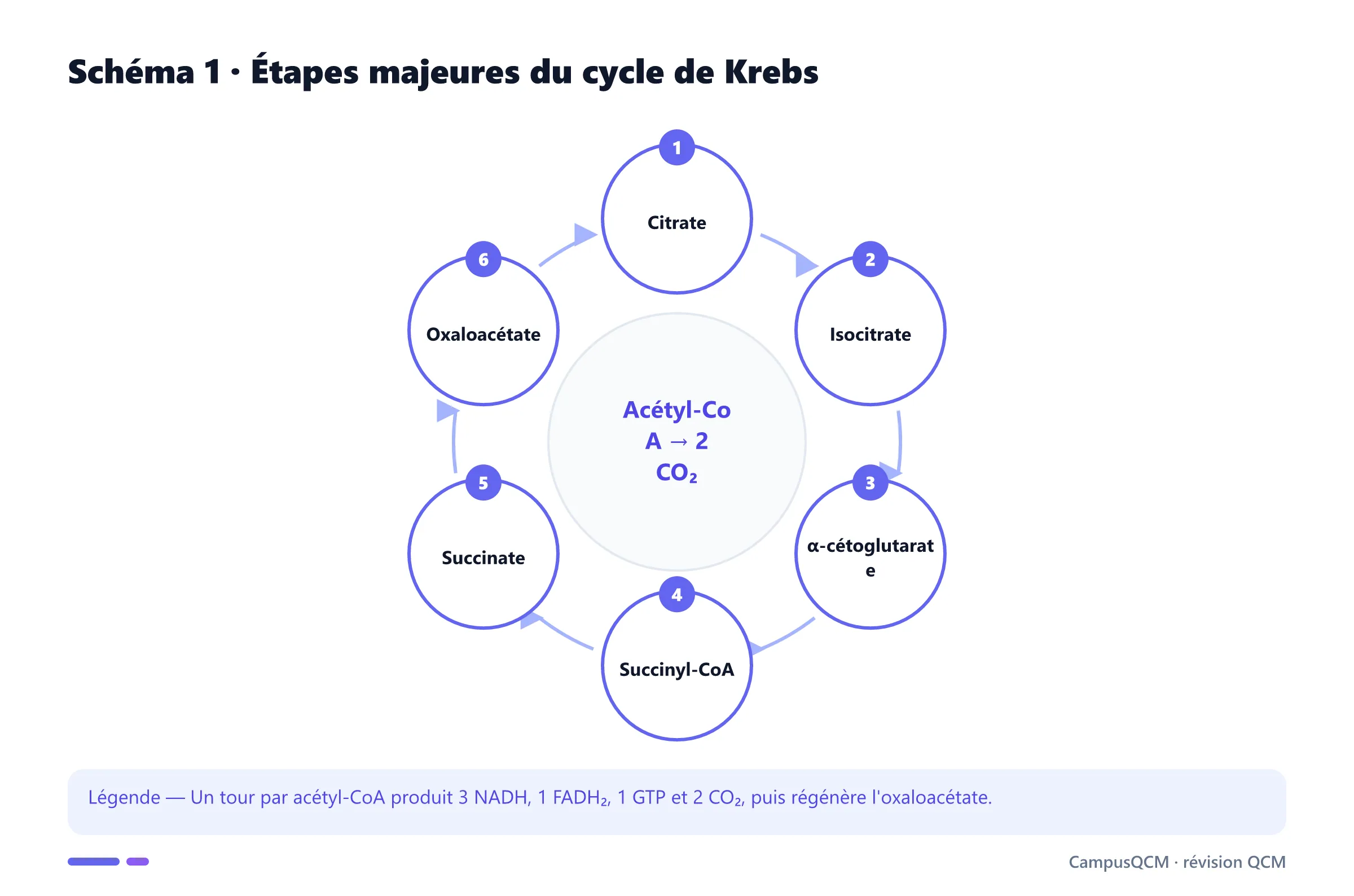 Cycle de Krebs simplifié de citrate à oxaloacétate.