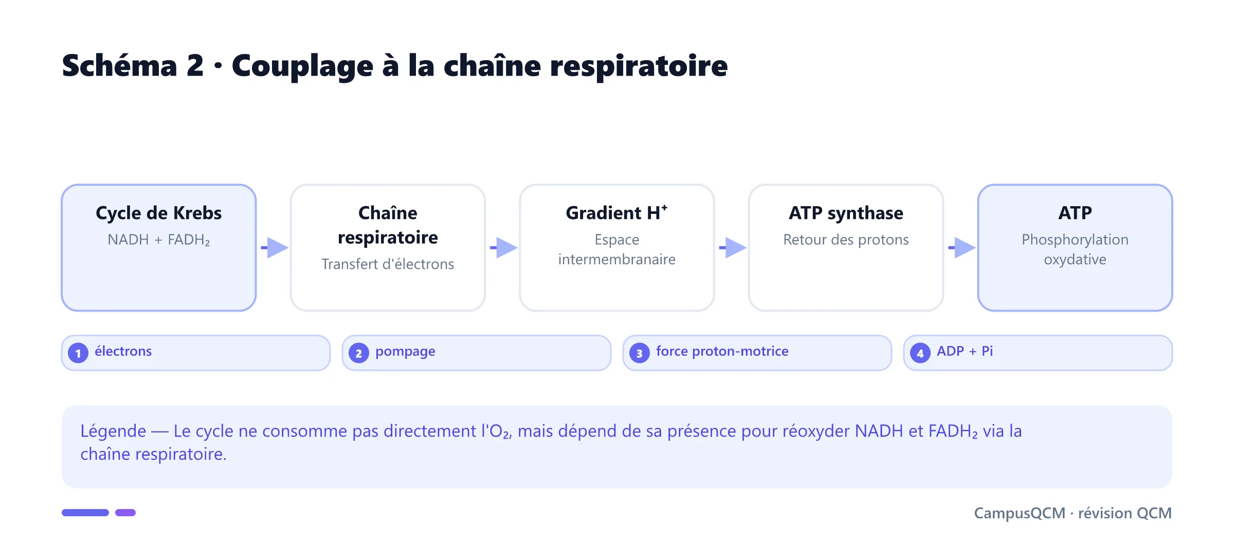 Couplage du cycle de Krebs à la phosphorylation oxydative.