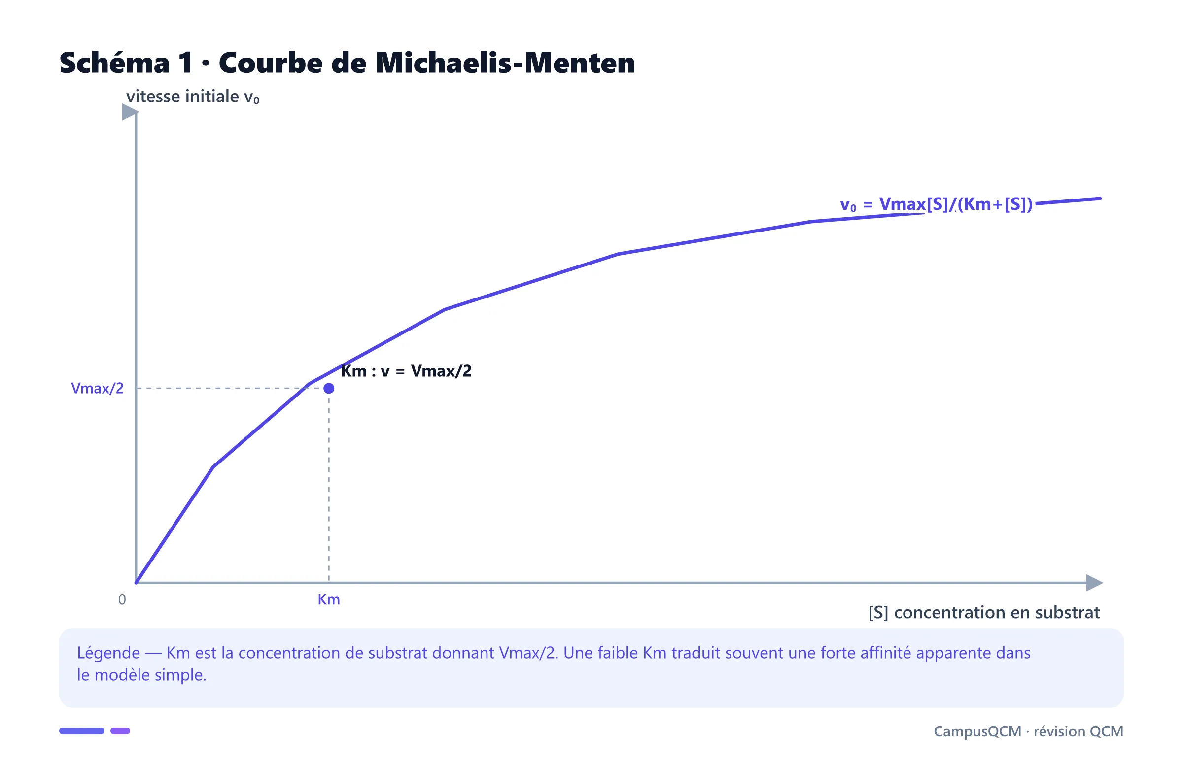 Courbe hyperbolique de Michaelis-Menten avec Km et Vmax.