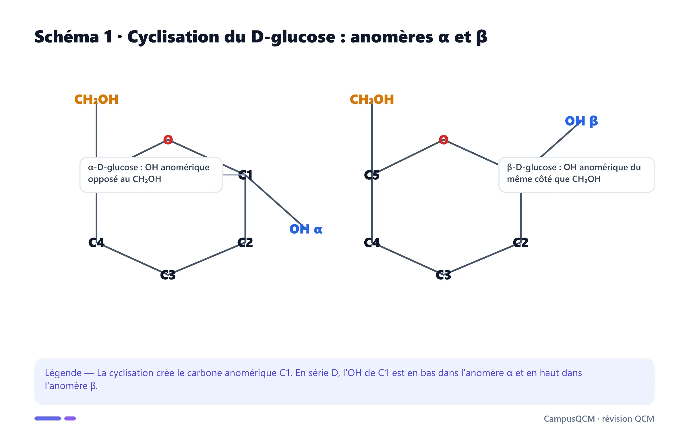 Formules de Haworth simplifiées des anomères alpha et bêta du D-glucose.