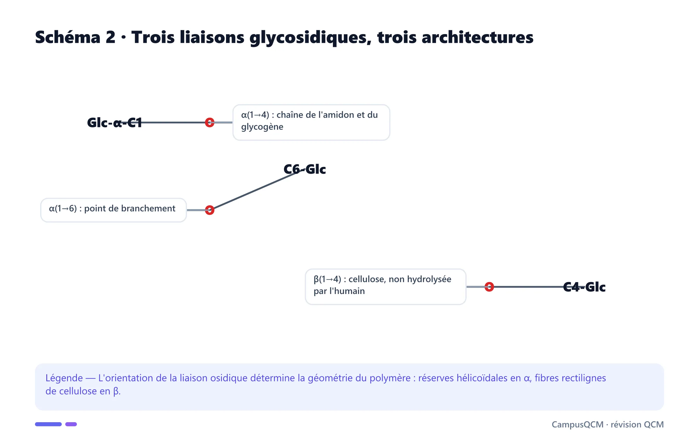Motifs moléculaires des liaisons glycosidiques alpha 1-4, alpha 1-6 et bêta 1-4.