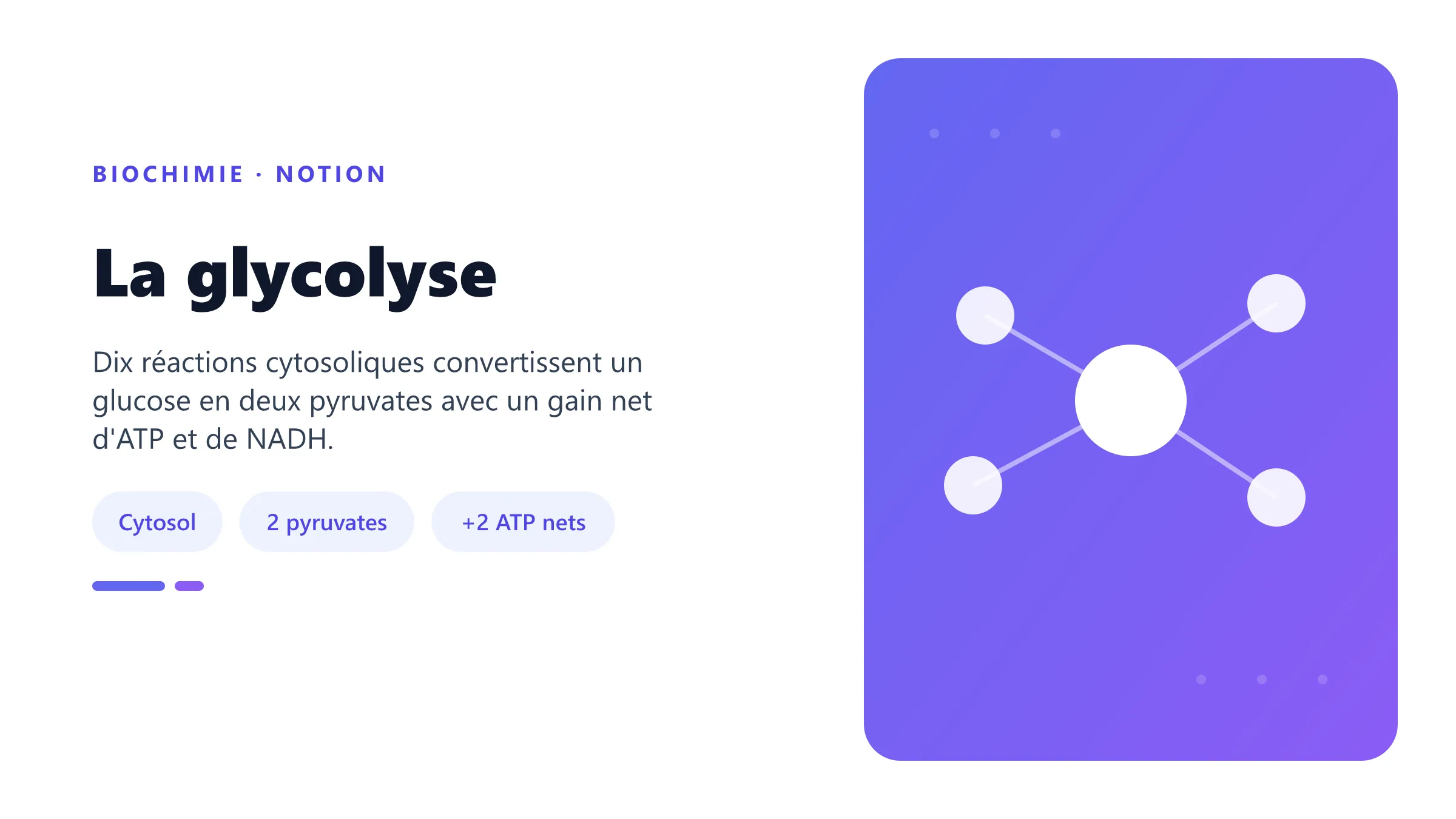 La glycolyse Voie métabolique de la glycolyse.