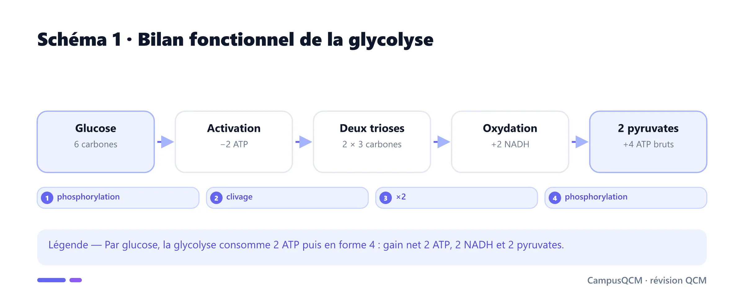 Étapes et bilan énergétique de la glycolyse.