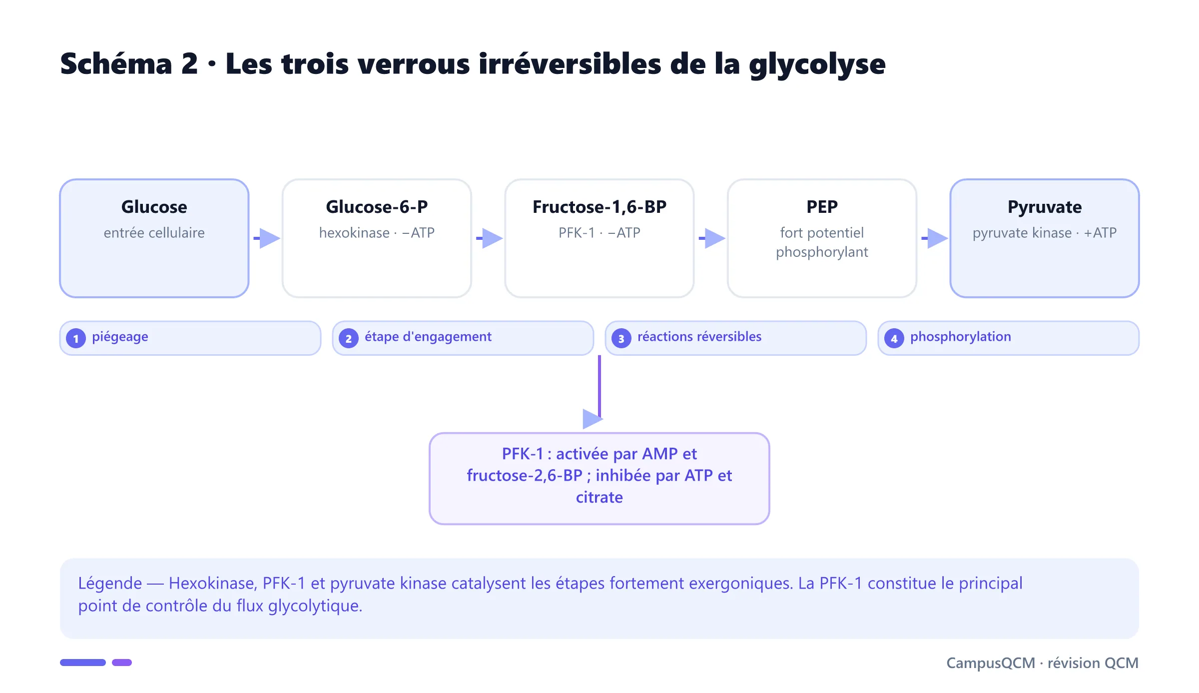 Voie de régulation de la glycolyse avec hexokinase, PFK-1 et pyruvate kinase.