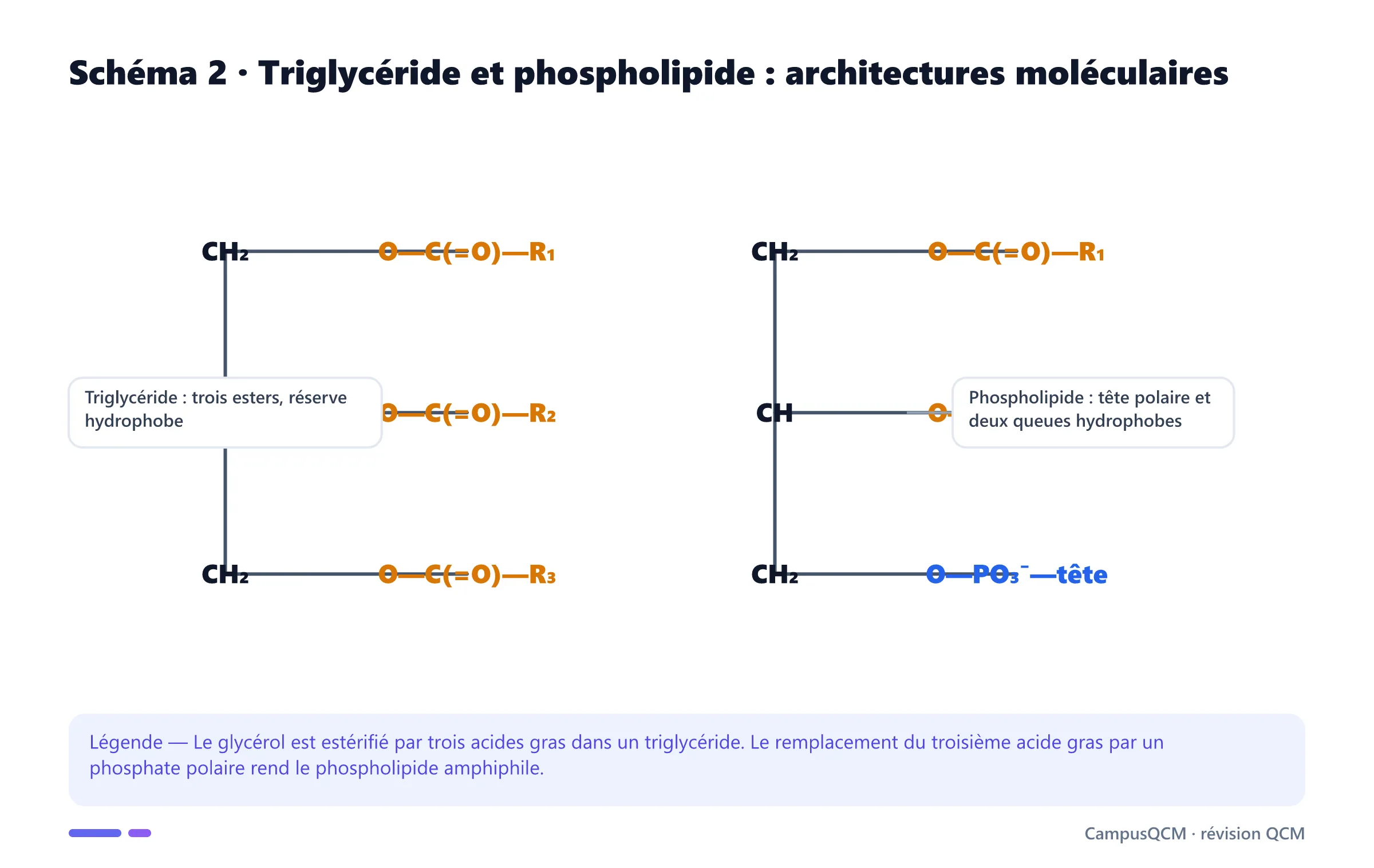 Structures moléculaires comparées d'un triglycéride et d'un phospholipide.