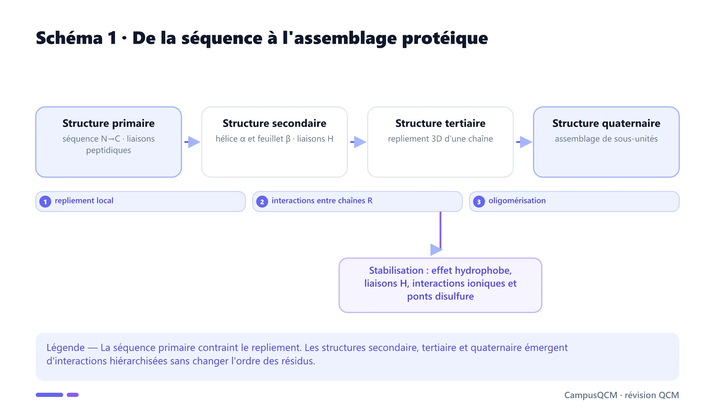 Progression des structures primaire, secondaire, tertiaire et quaternaire d'une protéine.