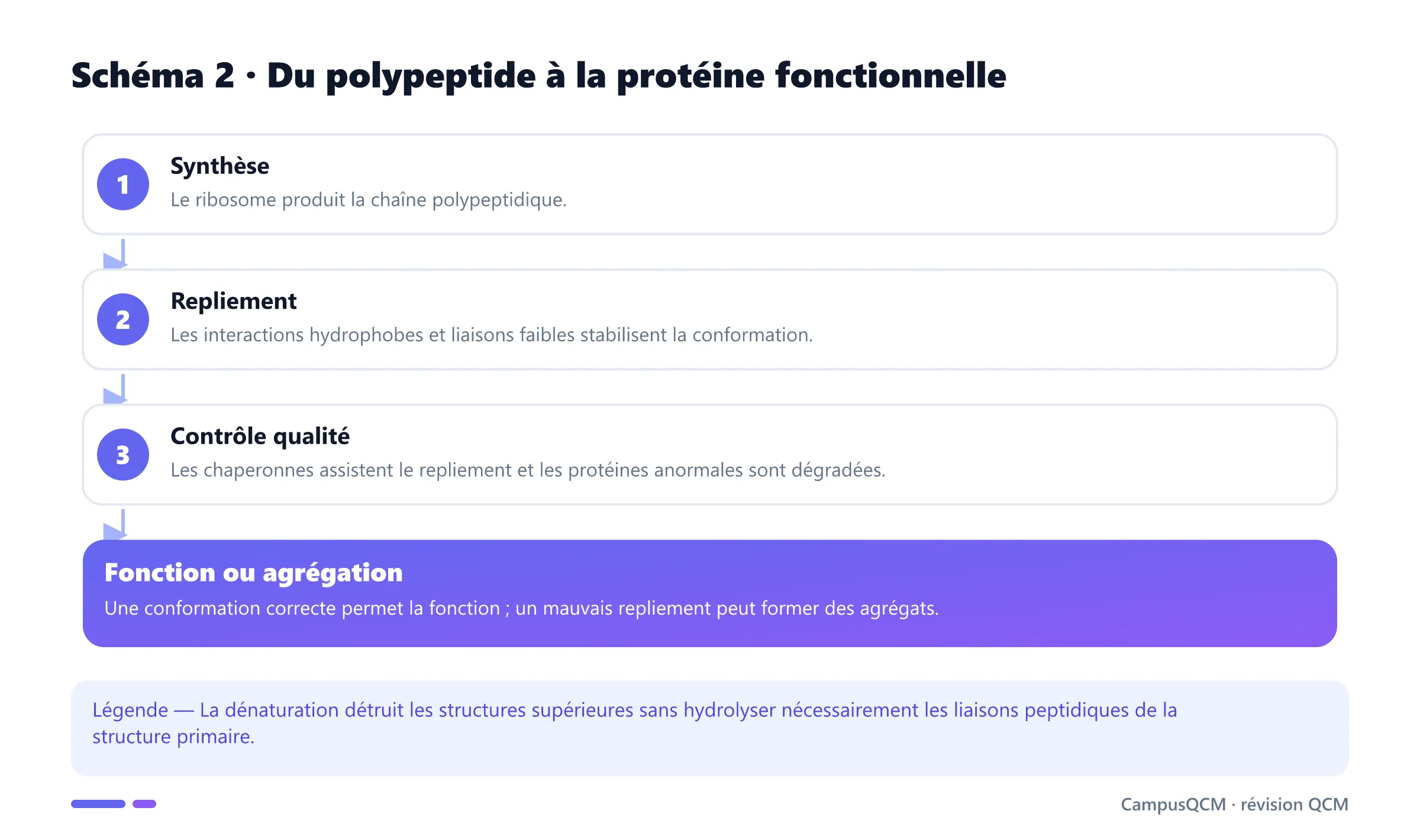 Processus de repliement et contrôle qualité des protéines.