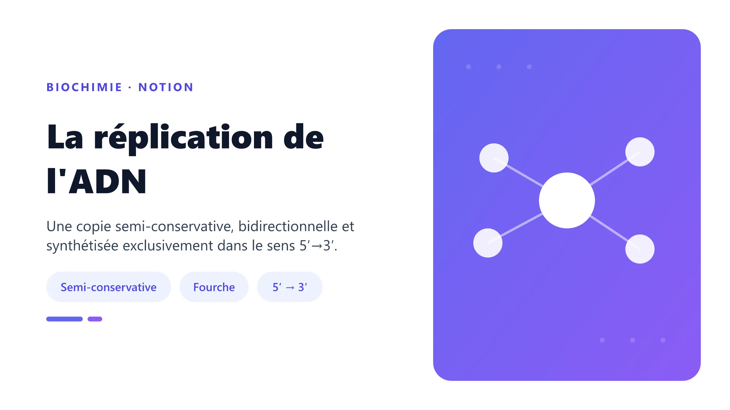 La réplication de l'ADN Fourche de réplication de l'ADN.