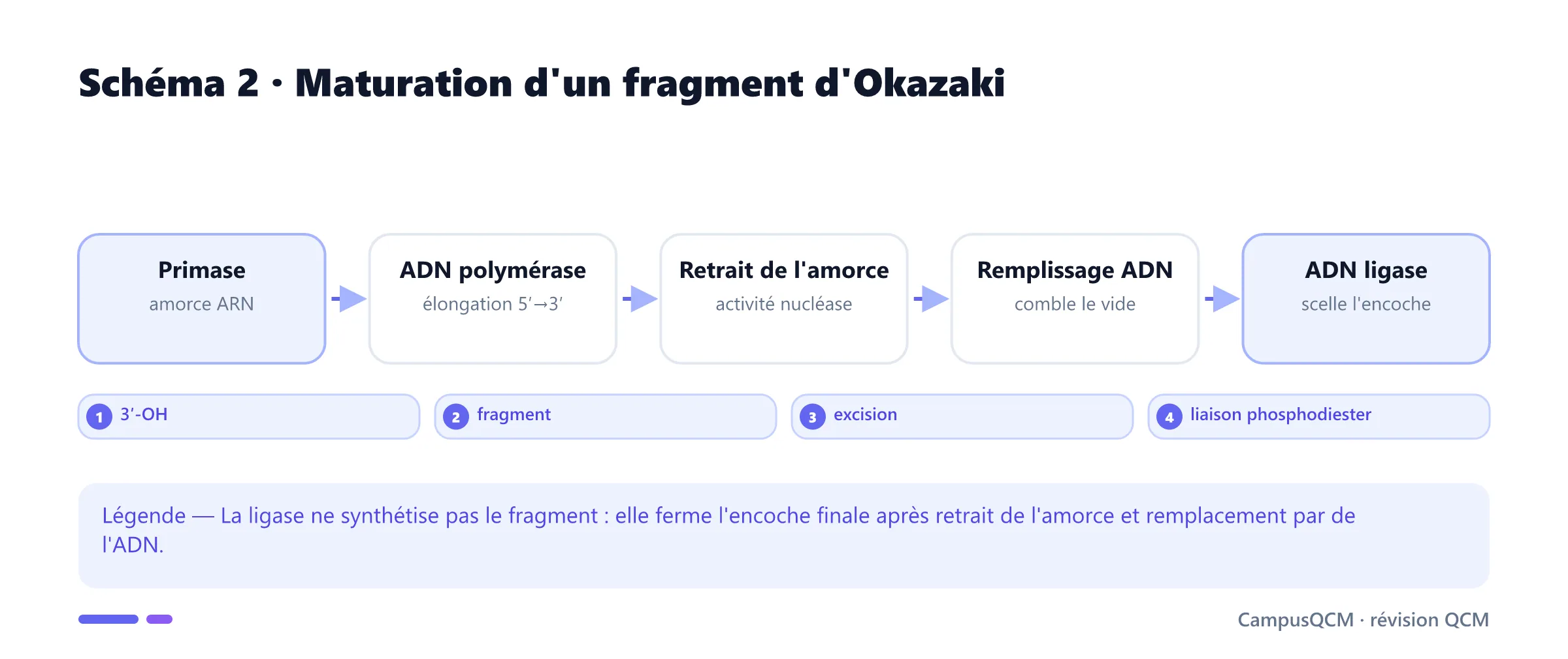 Étapes moléculaires de maturation et de ligature d'un fragment d'Okazaki.