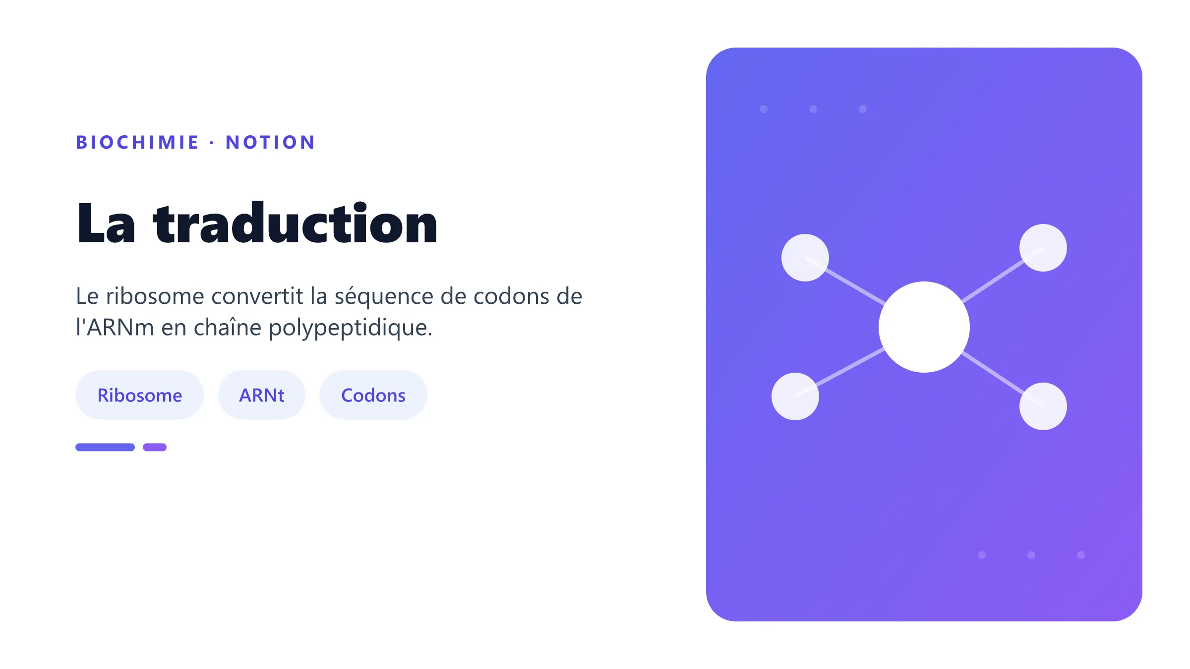La traduction Traduction de l'ARNm en protéine.