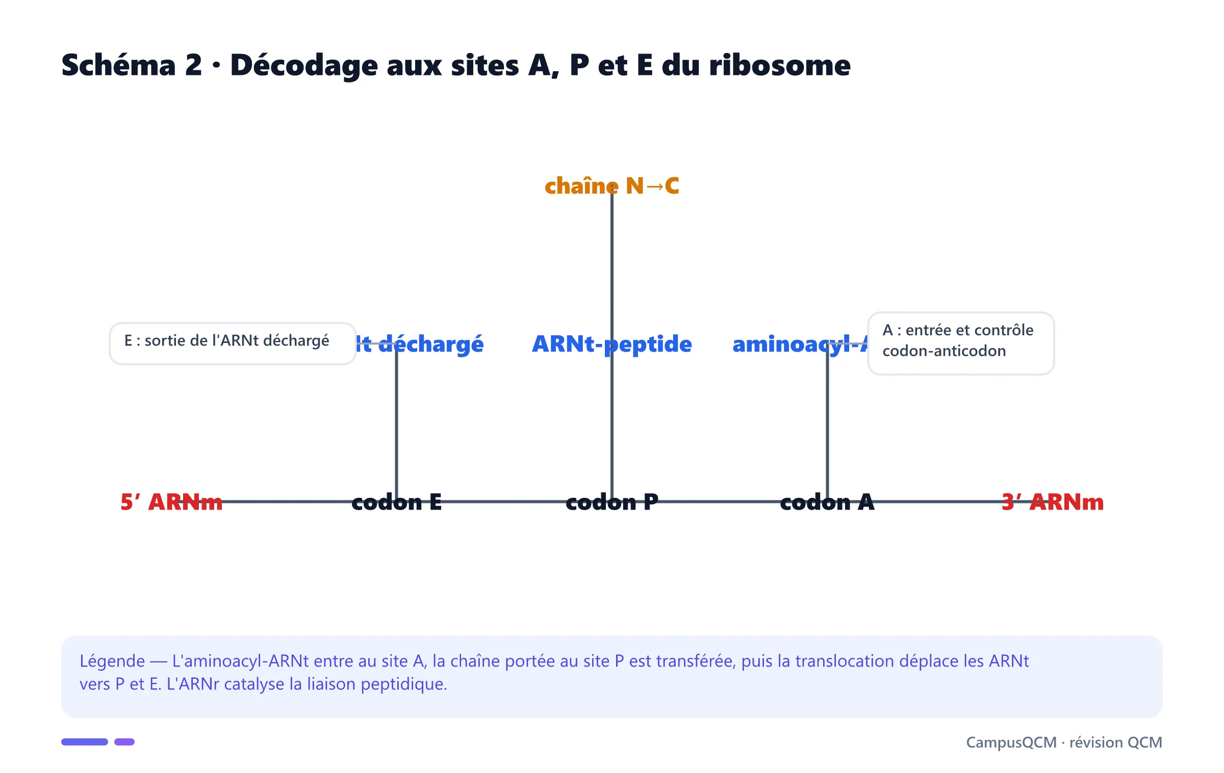 Ribosome simplifié montrant l'ARN messager, les ARNt et les sites A, P et E.