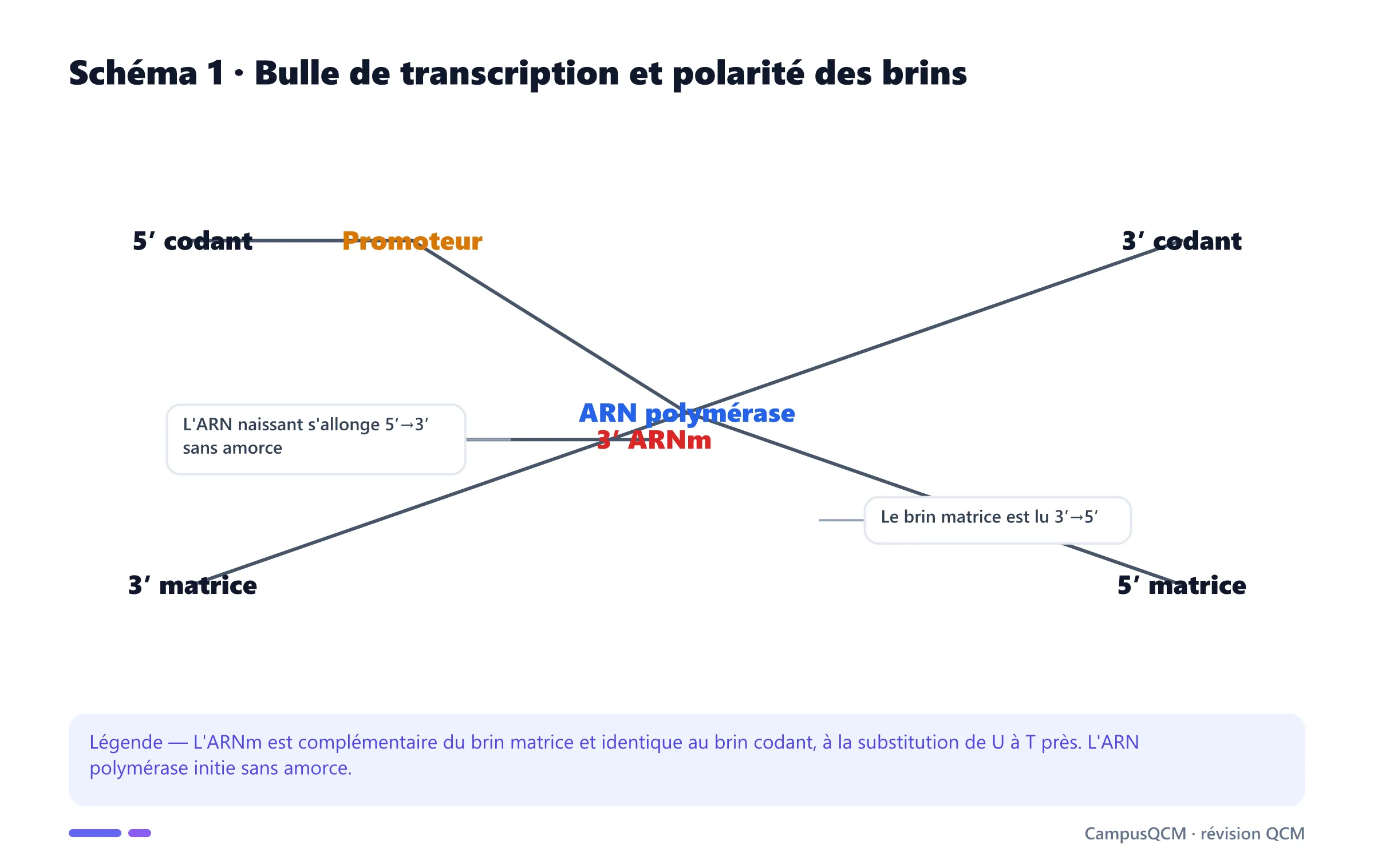 Bulle de transcription avec brin codant, brin matrice et ARN messager naissant orientés.
